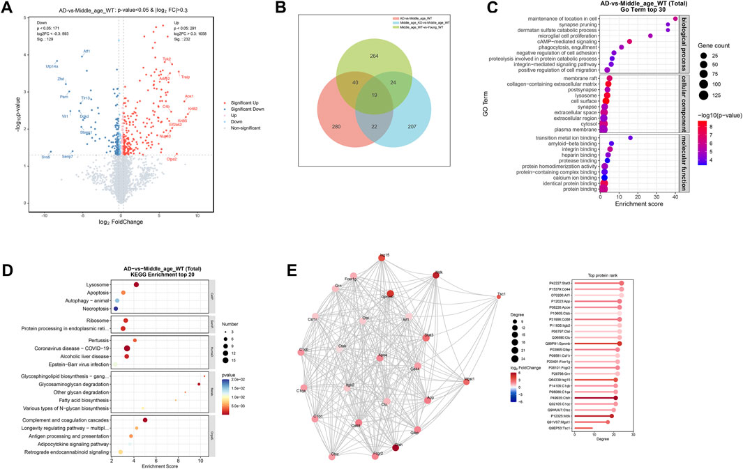 A set of five scientific visualizations comparing AD and Middle age WT samples. A: A volcano plot showing genes with fold changes and p-values, highlighting significant gene expression changes with red and blue dots. B: A Venn diagram depicting overlap in gene expression changes across three comparisons, with different colored circles representing each condition. C: A bar chart of Gene Ontology (GO) terms, displaying enrichment scores for biological processes, cellular components, and molecular functions. D: A bubble chart showing KEGG pathway enrichment, with bubble sizes indicating the number of genes and colors representing p-values. E: A network diagram and bar chart visualizing protein-protein interactions and top protein rankings by degree, with nodes colored by log2 fold change.