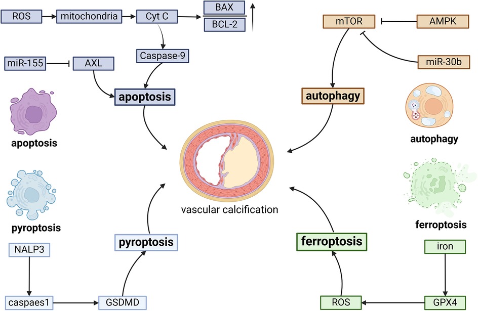 Diagram showing pathways related to vascular calcification, featuring apoptosis, autophagy, pyroptosis, and ferroptosis. Each pathway involves specific proteins and molecules: apoptosis involves ROS, AXL, and caspase-9; autophagy involves mTOR and miR-30b; pyroptosis involves caspase-1 and GSDMD; ferroptosis involves ROS, iron, and GPX4. Arrows indicate the progression and interaction of pathways.