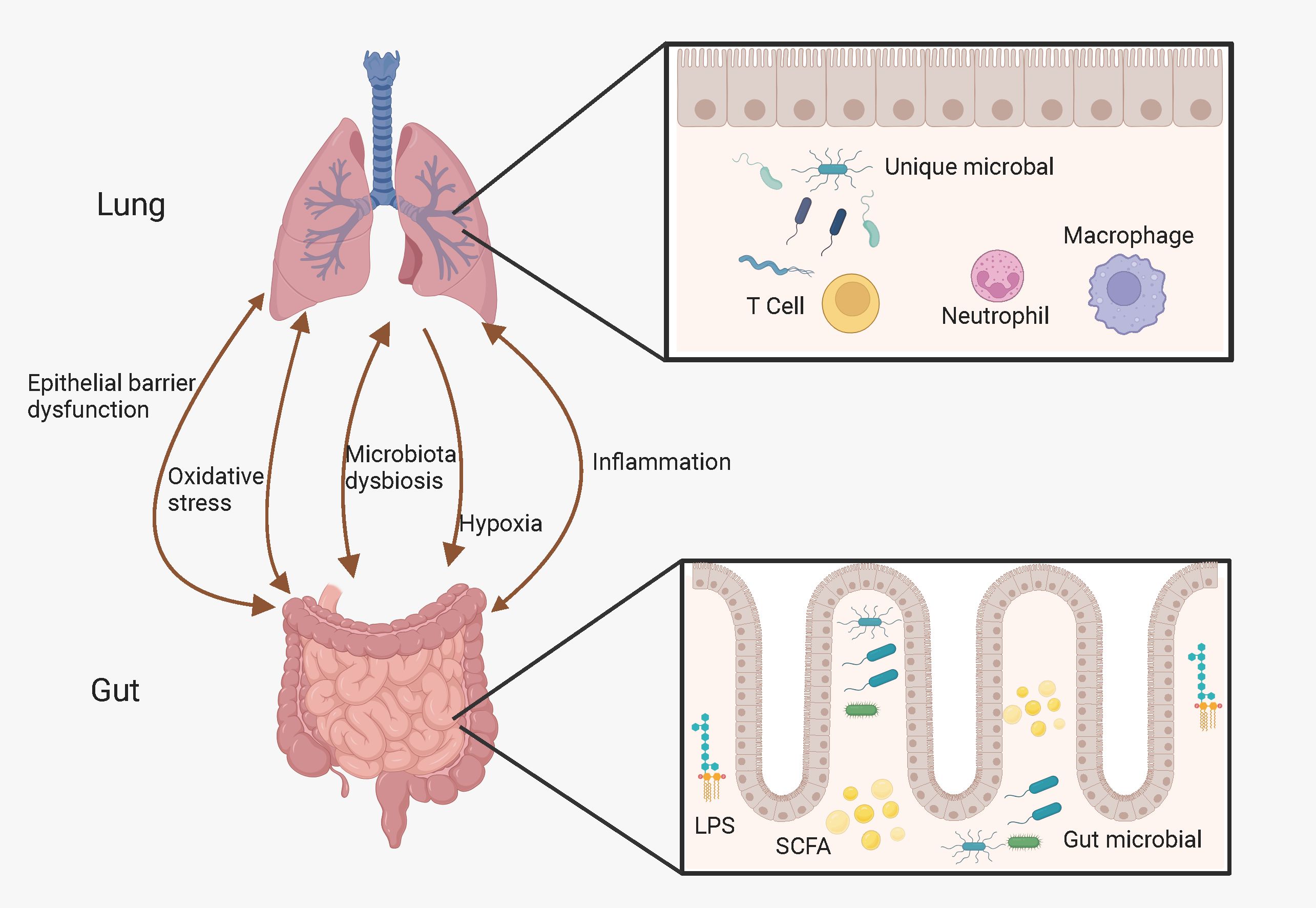 Diagram showing the lung-gut axis. Arrows indicate interactions between the lung and gut, including epithelial barrier dysfunction, oxidative stress, microbiota dysbiosis, hypoxia, and inflammation. Insets illustrate microbial presence: unique microbial, T cells, neutrophils, macrophages in lungs; lipopolysaccharides (LPS), short-chain fatty acids (SCFA), gut microbial in intestines.