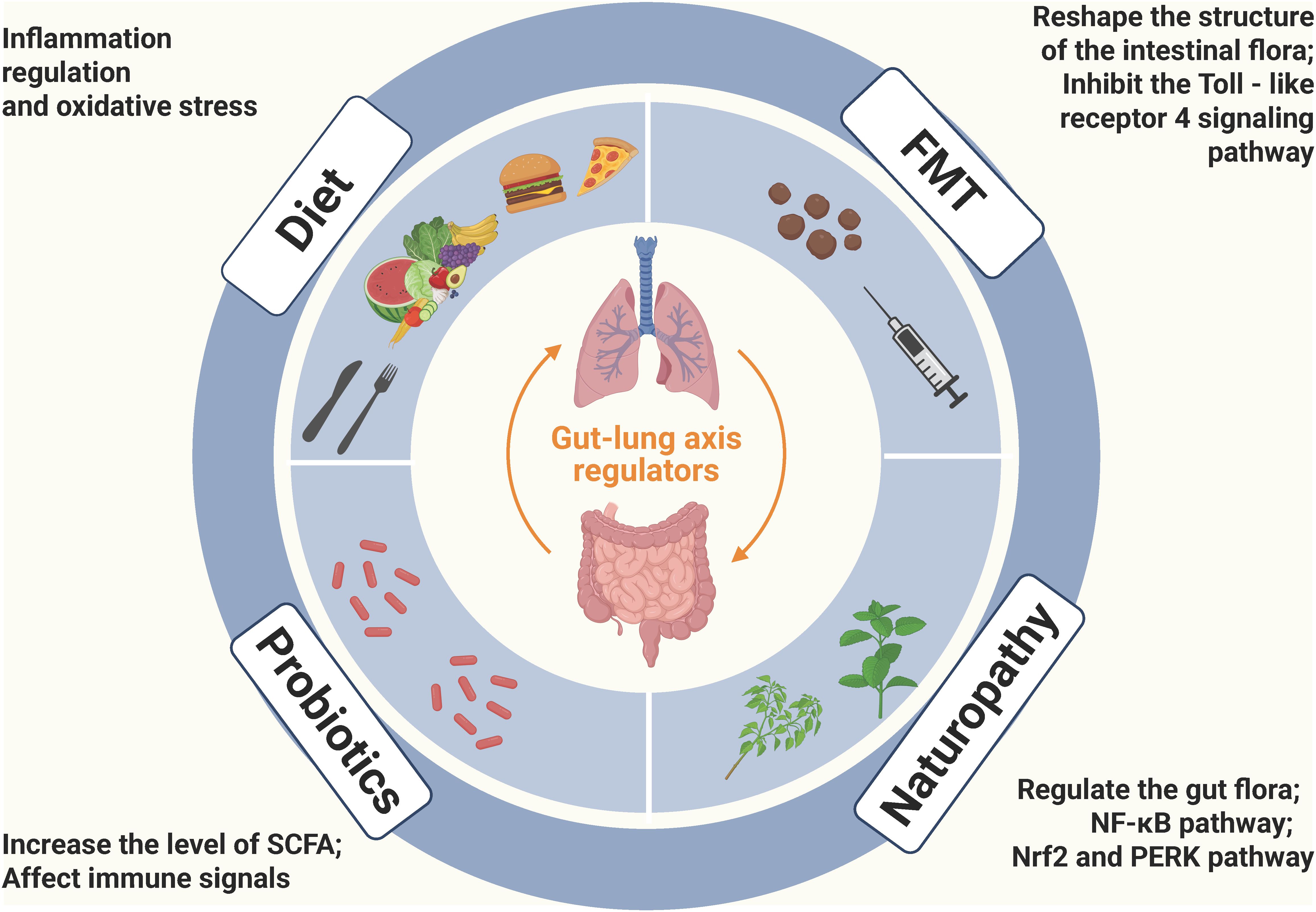 Diagram illustrating gut-lung axis regulators with four sections: Diet, Probiotics, Naturopathy, and FMT (Fecal Microbiota Transplantation). The central image shows lungs and intestines. Diet impacts inflammation and oxidative stress. Probiotics increase SCFA levels and affect immune signals. Naturopathy regulates gut flora and specific pathways. FMT reshapes intestinal flora and inhibits a signaling pathway.