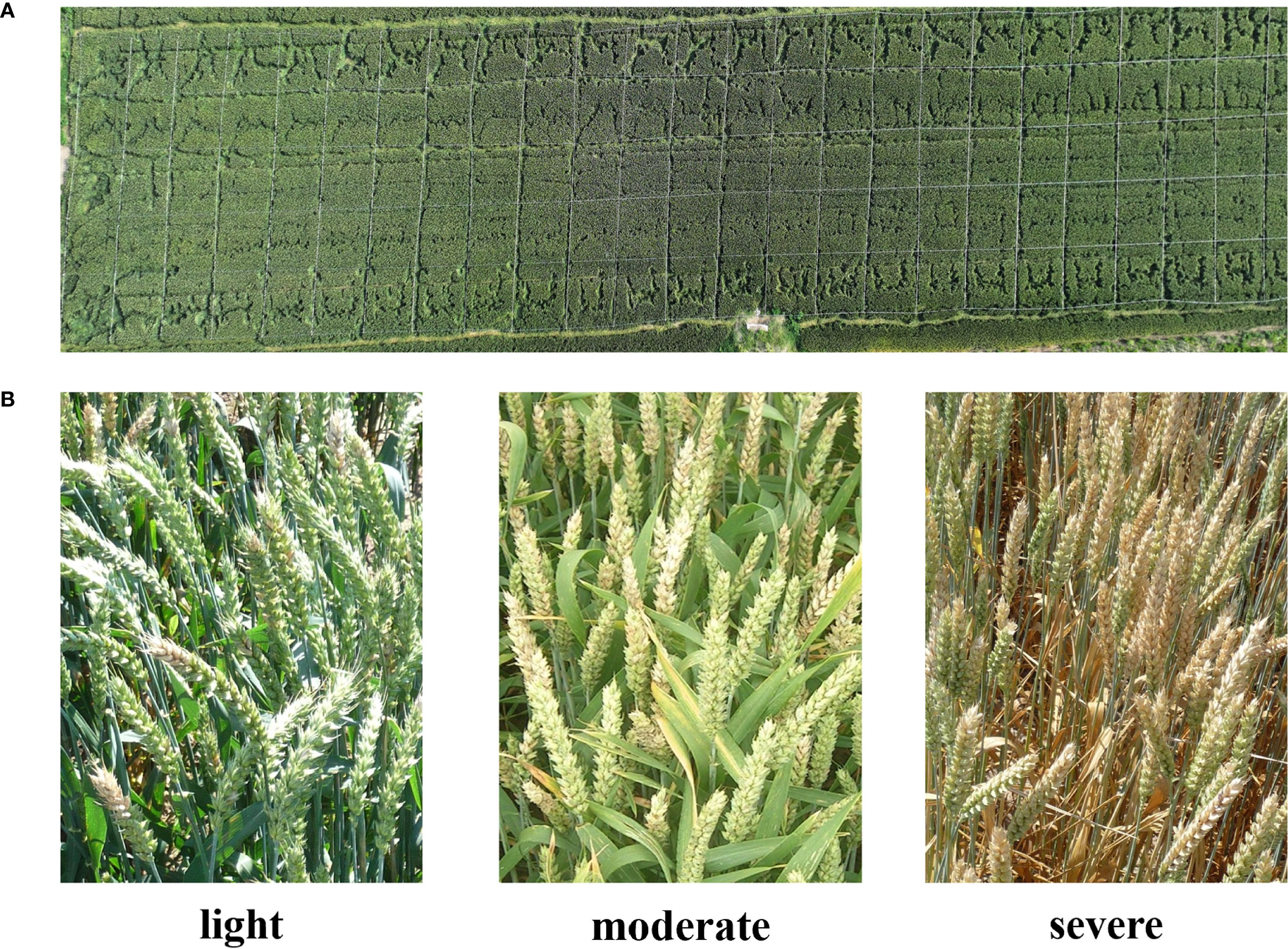 Aerial view of a large, grid-patterned agricultural field labeled A. Below, three images labeled B show varying conditions of wheat crops. The first image labeled “light” shows healthy, green wheat. The second labeled “moderate” depicts slightly yellowing wheat. The third labeled “severe” shows brown, dry wheat.