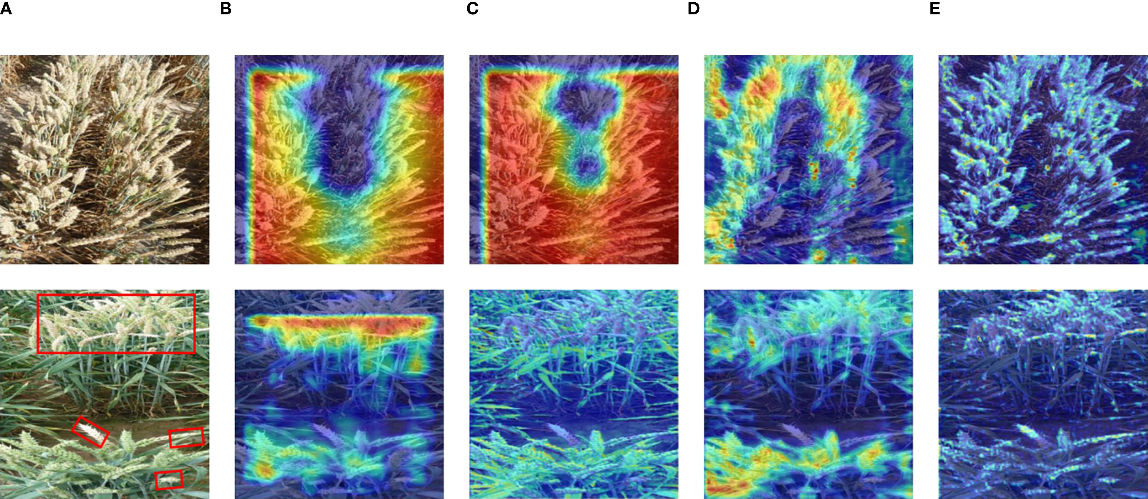 Plant images with thermal color overlays. Panel A shows a wheat plant in natural colors. Panels B to E depict the same scene with thermal mapping, highlighting differences in temperature and structure, using color gradients from red to blue. The lower panels focus on specific areas of the plant, emphasizing temperature variations in distinct parts.