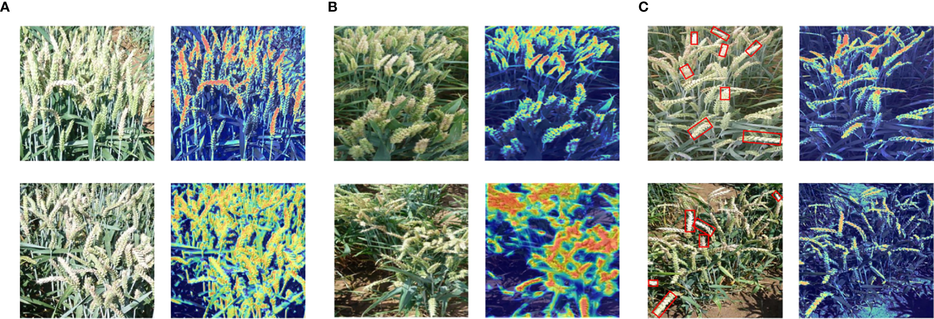 Two rows of images labeled A, B, and C show wheat crops. Each set has a pair of photographs; the left showing wheat in natural color, and the right with a blue-tinted overlay displaying areas of intensity in red/orange. Images in Section C feature red rectangles marking specific wheat spikes.