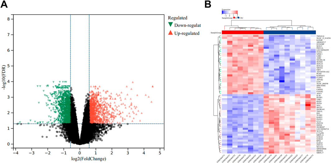 Panel A presents a volcano plot displaying differentially expressed genes, with green triangles for down-regulated and red triangles for up-regulated genes based on log2 fold change and -log10 FDR. Panel B shows a heatmap of gene expression levels, with samples grouped hierarchically and expression indicated by a color scale from blue (low) to red (high).