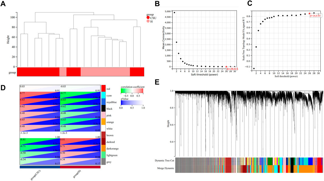Five panels display complex data analysis:A) Dendrogram showing hierarchical clustering with samples grouped by color.B) A scatter plot of mean connectivity versus soft threshold power.C) A scatter plot of scale-free model fit versus soft threshold power, highlighting a threshold.D) Heatmap with correlation coefficients and p-values for two groups, CSU and H, across different colors.E) Dendrogram with dynamic tree cut modules visualized in colorful blocks beneath.