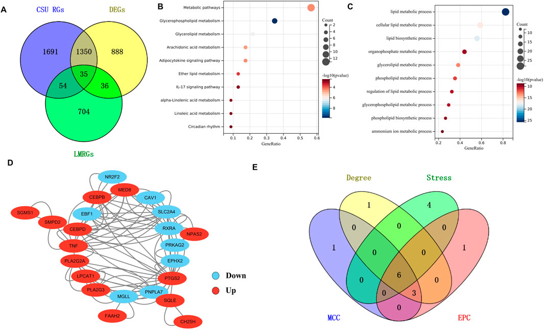 A composite image consists of five panels: A: A Venn diagram showing the intersections of CSU RGs, DEGs, and LMRGs, with numbers indicating overlapping and unique gene counts. B: A dot plot illustrating various metabolic pathways with gene ratio, count, and p-value scales. C: Another dot plot detailing lipid-related metabolic processes. D: A network diagram depicting gene interactions, with nodes colored to indicate upregulation (red) and downregulation (blue).E: A Venn diagram visualizing overlap among Degree, Stress, MCC, and EPC categories with numerical data.