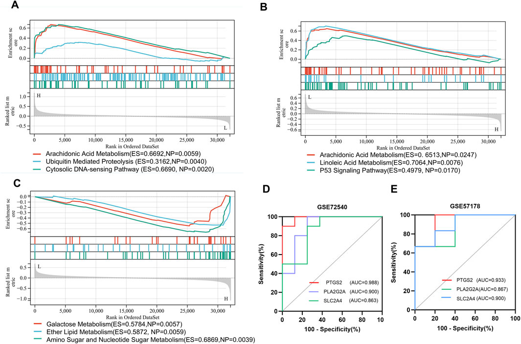 Graphical panels A, B, and C depict enrichment scores for different metabolic pathways ranked by datasets. Panel A shows pathways like arachidonic acid metabolism. Panel B also includes linoleic acid metabolism and P53 signaling pathways. Panel C features galactose, ether lipid, and amino sugar metabolisms. Panels D and E display ROC curves with sensitivity vs. specificity for genes PTGS2, PLA2G2A, and SLC2A4 in datasets GSE72540 and GSE57178, highlighting AUC values indicating predictive accuracy.