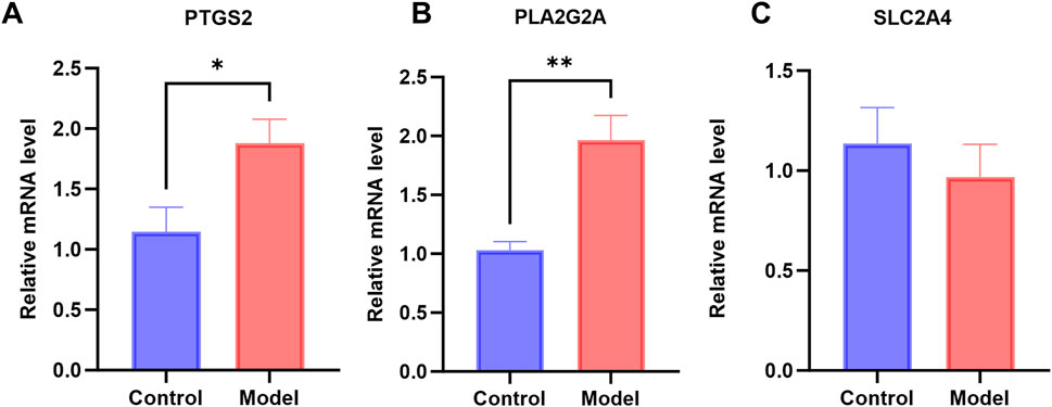 Bar graphs comparing relative mRNA levels between Control (blue) and Model (red) groups for PTGS2, PLA2G2A, and SLC2A4. PTGS2 and PLA2G2A show significant increases in the Model group, indicated by asterisks, with PTGS2 marked as significant (one asterisk) and PLA2G2A as highly significant (two asterisks). SLC2A4 shows no significant difference.