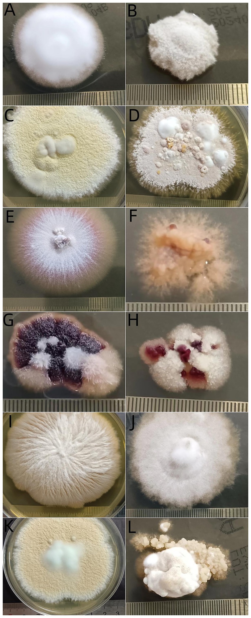 Twelve different fungal colonies are displayed in petri dishes, labeled from A to L. Each fungus shows varying textures and colors, ranging from white, pink, and brown to beige with diverse growth patterns. A ruler is included for scale in each image.