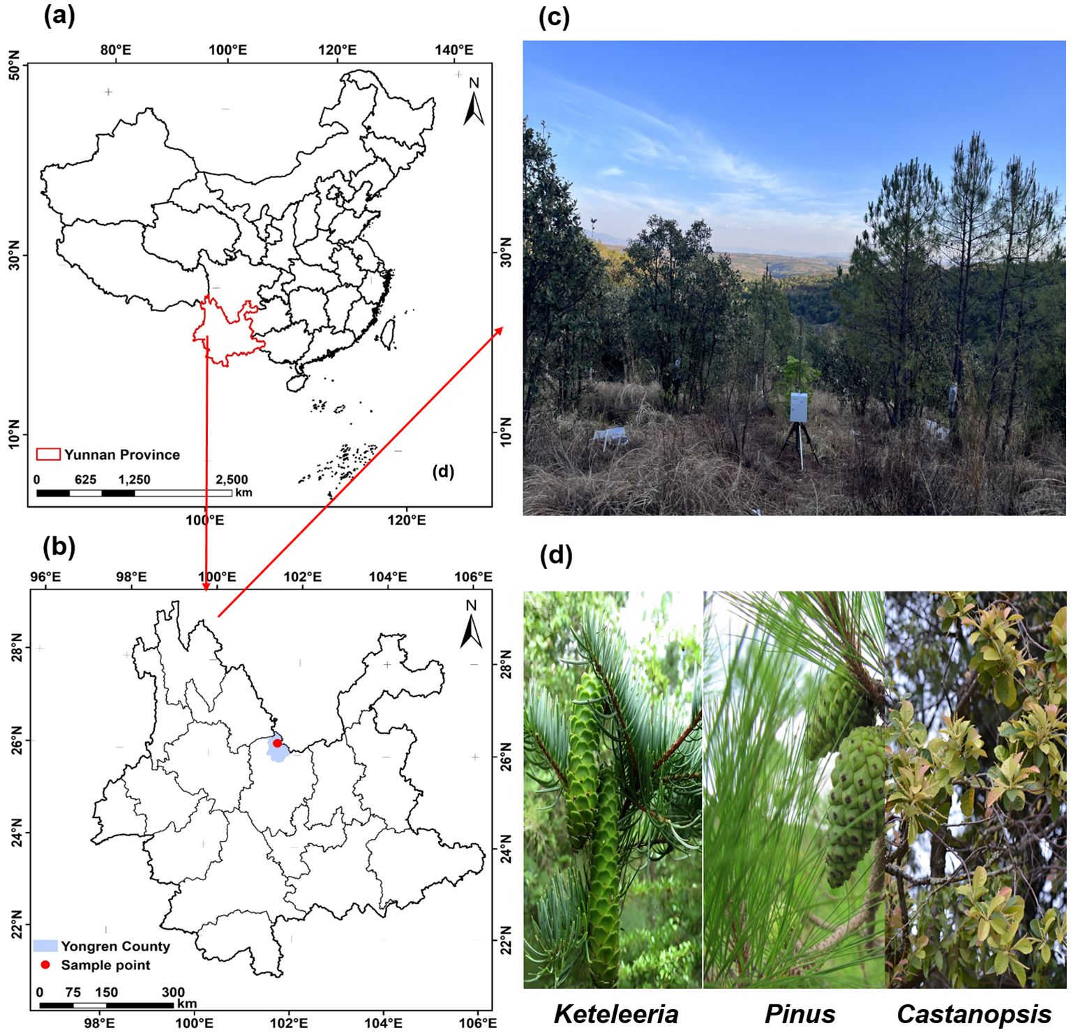 Map panel (a) shows Yunnan Province in China, highlighted in red. Panel (b) details Yongren County with a sample point marked. Panel (c) depicts a forested landscape with trees under a clear sky. Panel (d) displays close-up images of tree species Keteleeria, Pinus, and Castanopsis.