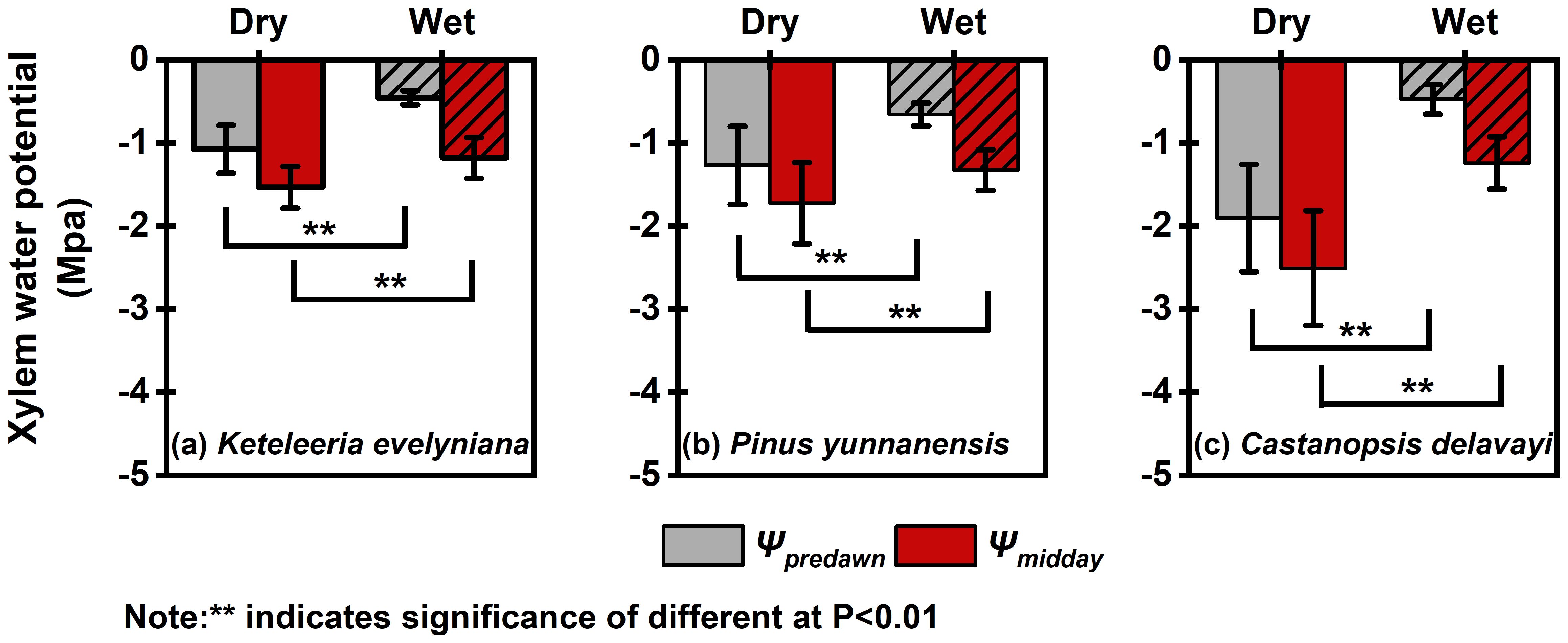 Bar chart showing xylem water potential in megapascals for three tree species: Keteleeria evelyniana, Pinus yunnanensis, and Castanopsis delavayi. Each panel compares dry and wet conditions at predawn and midday. Significant differences are indicated by double asterisks at P less than 0.01.
