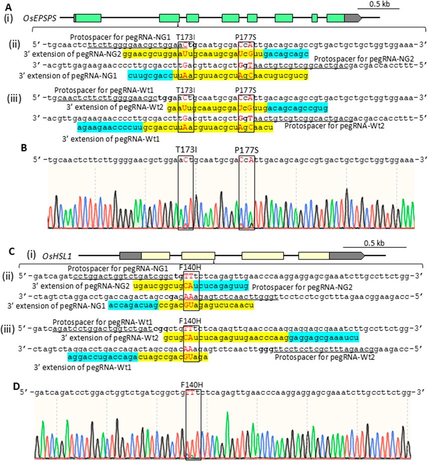 Schematic of genetic sequences and chromatograms detailing protospacers for pegRNA in OsEPSPS and OsHSL1 genes, highlighting target sites T173I, P177S, and F140H. Panels A and C show gene structures with modification sites. Panels B and D display chromatograms corresponding to these modifications, illustrating DNA sequence variations with colored peaks.