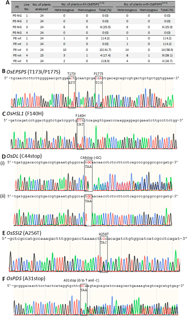 Table A presents data on the number of plants with OsEPSPS \(T^{173I}\) and OsEPSPS \(P^{177S}\) genetic variants across different lines. Charts B to F show DNA sequence traces and highlight specific mutations: OsEPSPS (T173I/P177S), OsHSL1 (F140H), OsDL (C44stop), OsSSI2 (A256T), and OsPDS (A31stop). Each chart illustrates nucleotide changes associated with these mutations.