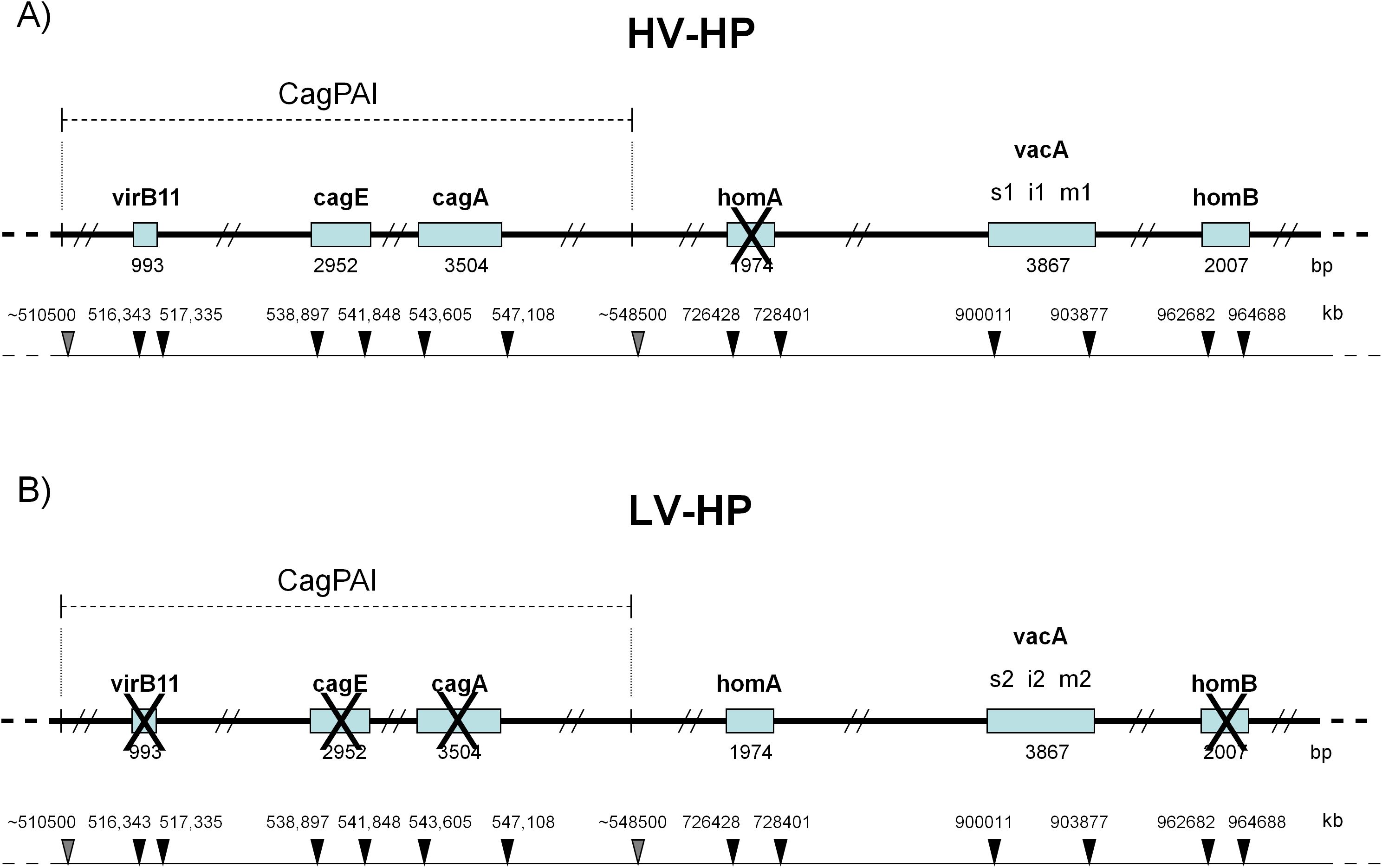 Diagram comparing two genetic maps: A) HV-HP and B)LV-HP.Both show locations of genetic markers like vir B11, cagE, cagA, vacA, homA, and homB. Markers are on a linear scale with base pair (bp) and kilobase(kb) indicators. Differences include presence or absence of certain segments, indicated by crosses in the LV-HP panel.