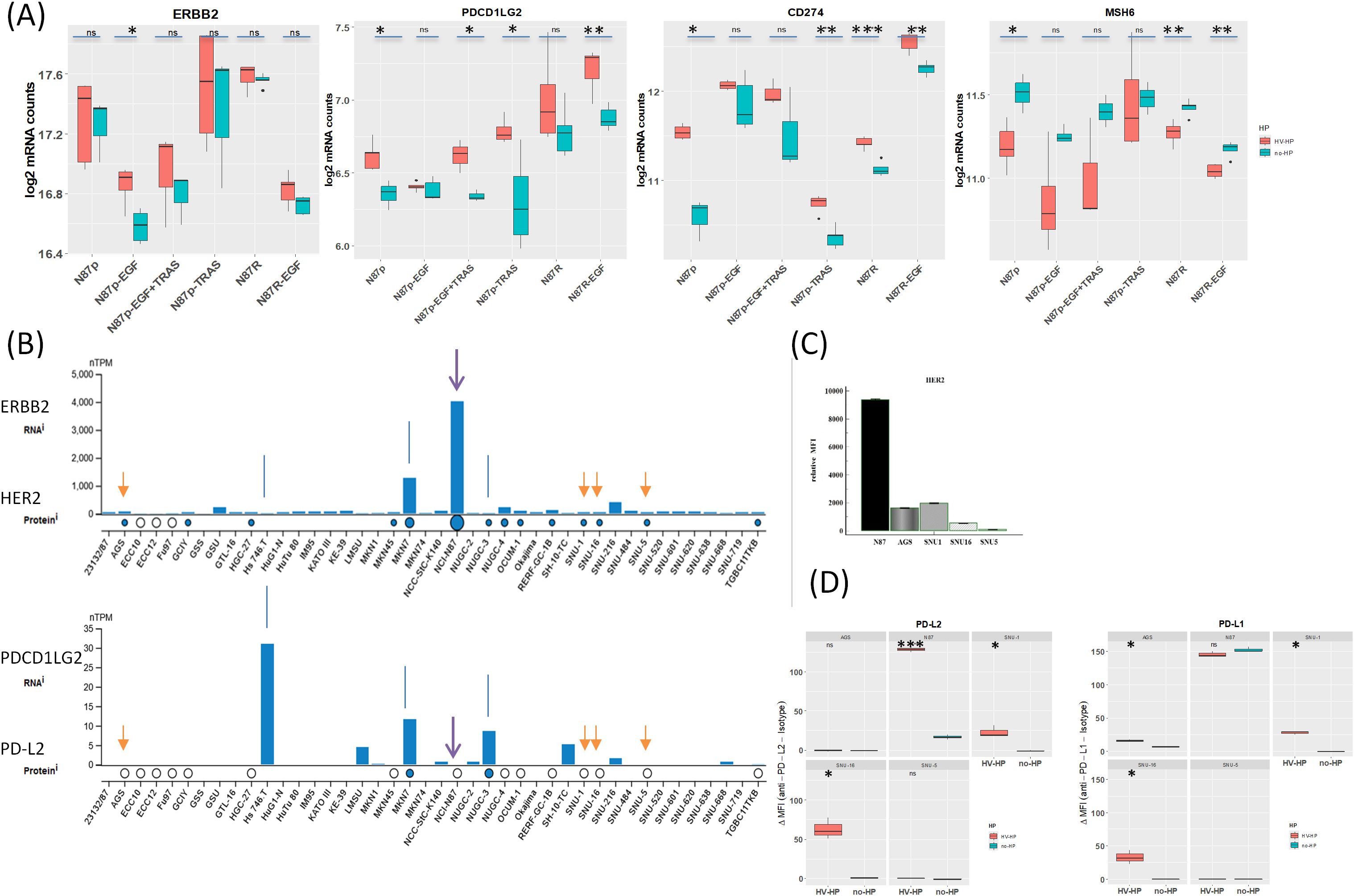 (A) Box plots showing log2 mRNA counts for ERBB2, PDCD11G2,CD274, and MSH6 across different treatments, with significance levels indicated.(B) Bar charts illustrating nTPM values for ERBB2 and PDCD11G2RNAi, and HER2 and PD-L2proteins in various cell lines, marked with arrows.(C) Bar graph of iMFI values for HER2 across five cell lines.(D) Box plots displaying DMFI for PD-L2 and PD-L1inAGS cells under different conditions, with significance levels noted.