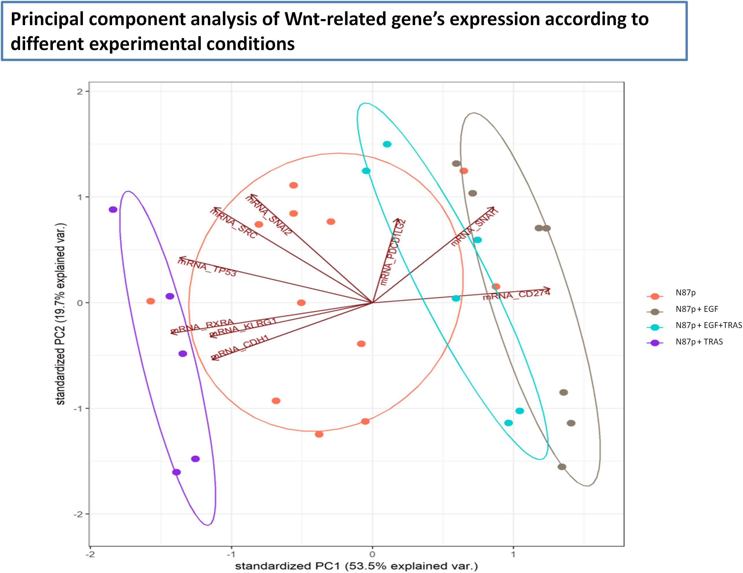 Principal component analysis (PCA) plot illustrates Wnt-relatedgene expression under different experimental conditions.Points are colored bycondition: N87p (red), N87p+EGF(brown), N87p+EGF+TRAS (cyan), N87p+TRAS(purple). Axes represent standardized PC1 and PC2, explaining 53.5% and 19.7% ofvariance, respectively.Ellipses show data spread and red vectors indicate specific gene loadings.