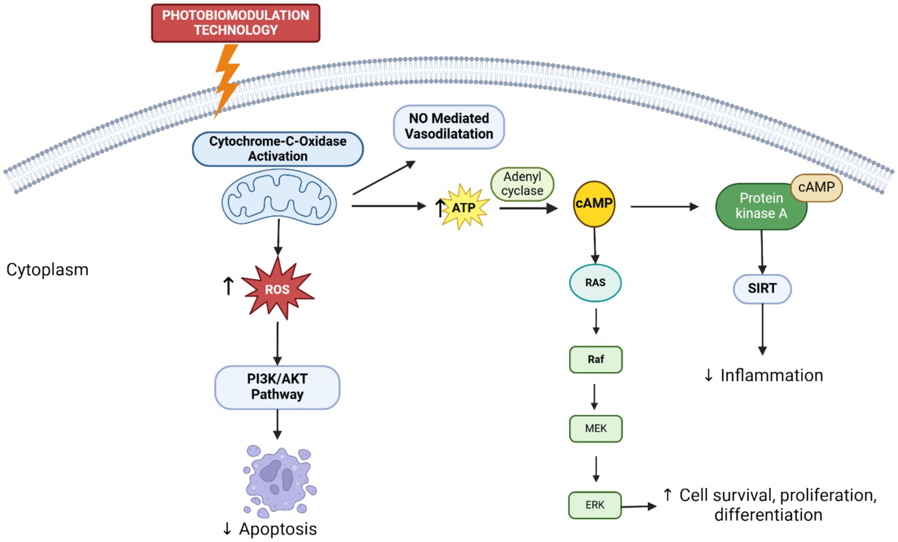 Diagram illustrating the effects of photobiomodulation technology on cellular pathways. Cytochrome-C-oxidase activation in the mitochondria increases ATP and reactive oxygen species (ROS). ROS activates the PI3K/AKT pathway, reducing apoptosis. ATP is converted to cAMP, activating protein kinase A and reducing inflammation via SIRT. cAMP also activates the RAS/RAF/MEK/ERK pathway, enhancing cell survival, proliferation, and differentiation. Photobiomodulation also results in NO-mediated vasodilatation.