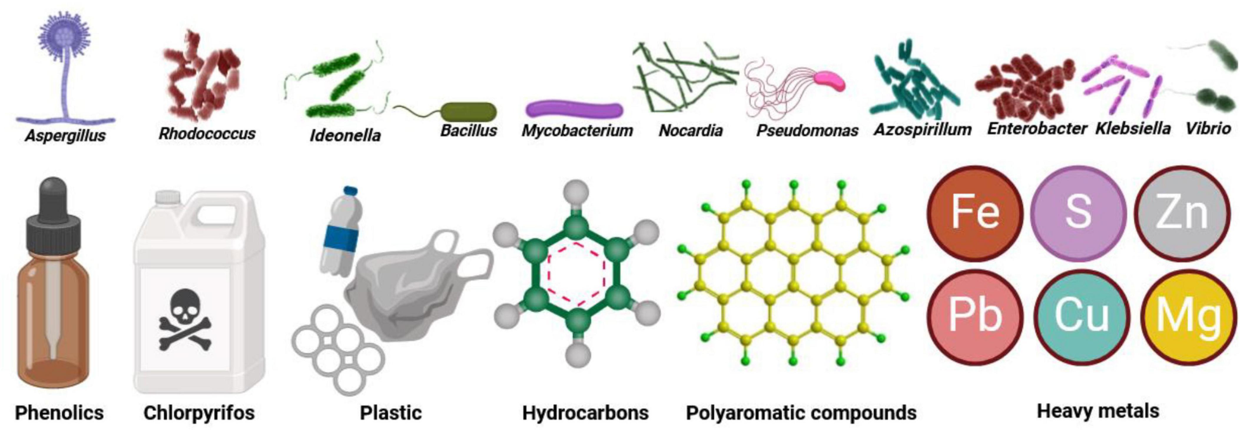 Frontiers | Microbiomes in action: multifaceted benefits and