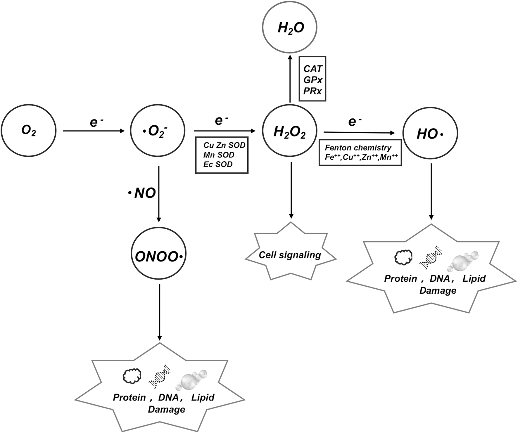 Diagram illustrating oxygen radical formation and reaction pathways. O2 gains an electron to form superoxide (O2•-), which reacts to form hydrogen peroxide (H2O2) via superoxide dismutases. H2O2 is reduced to water by catalase, GPx, or PRx, while reacting to form hydroxyl radicals (HO•) through Fenton chemistry. Superoxide reacts with nitric oxide (NO) to form peroxynitrite (ONOO•), leading to protein, DNA, and lipid damage. H2O2 is involved in cell signaling.