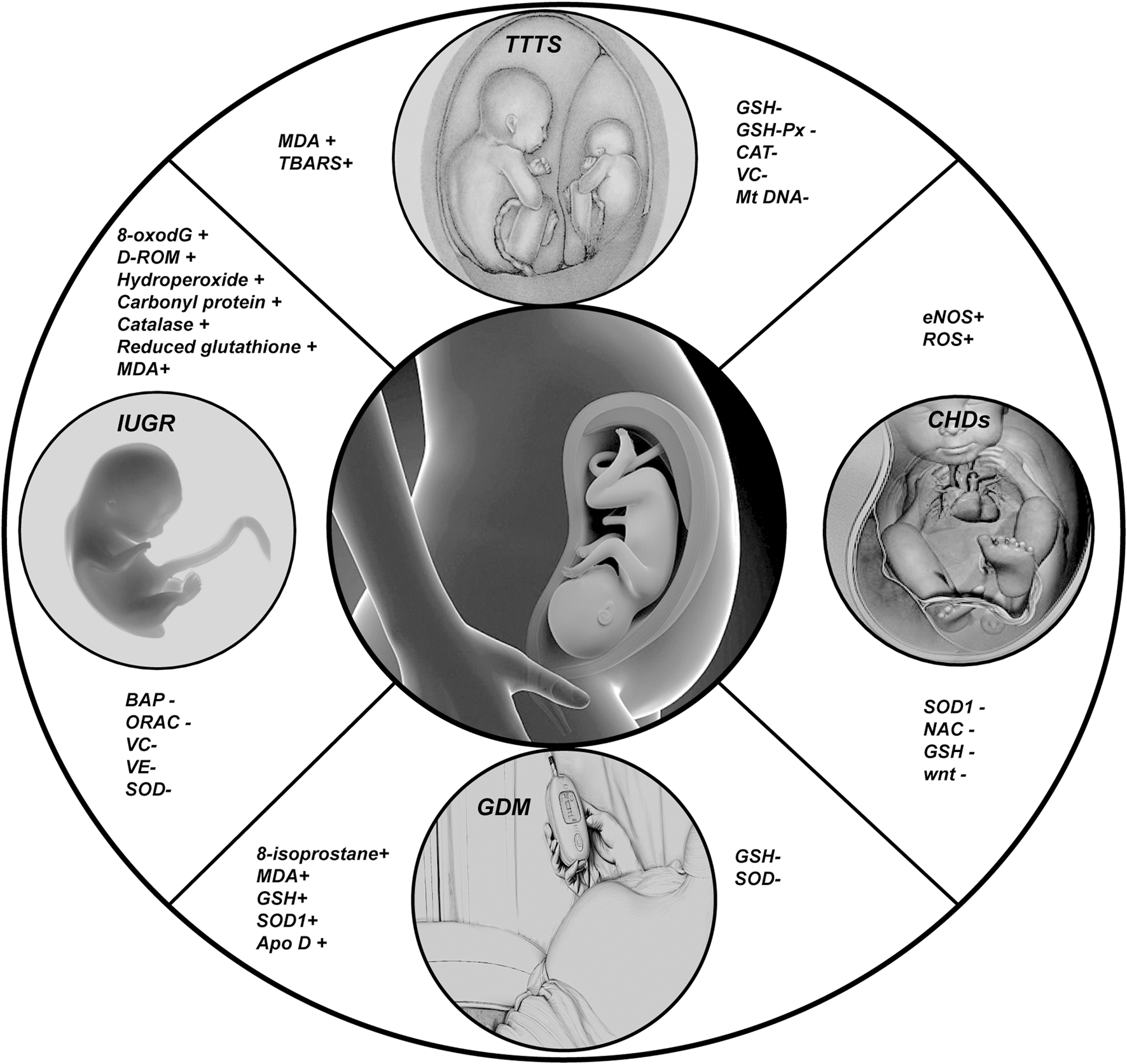 Illustration showing a pregnant woman with five circular insets depicting various fetal conditions: TTTS, IUGR, GDM, and CHDs, each with associated medical abbreviations like MDA, GSH, and SOD1.