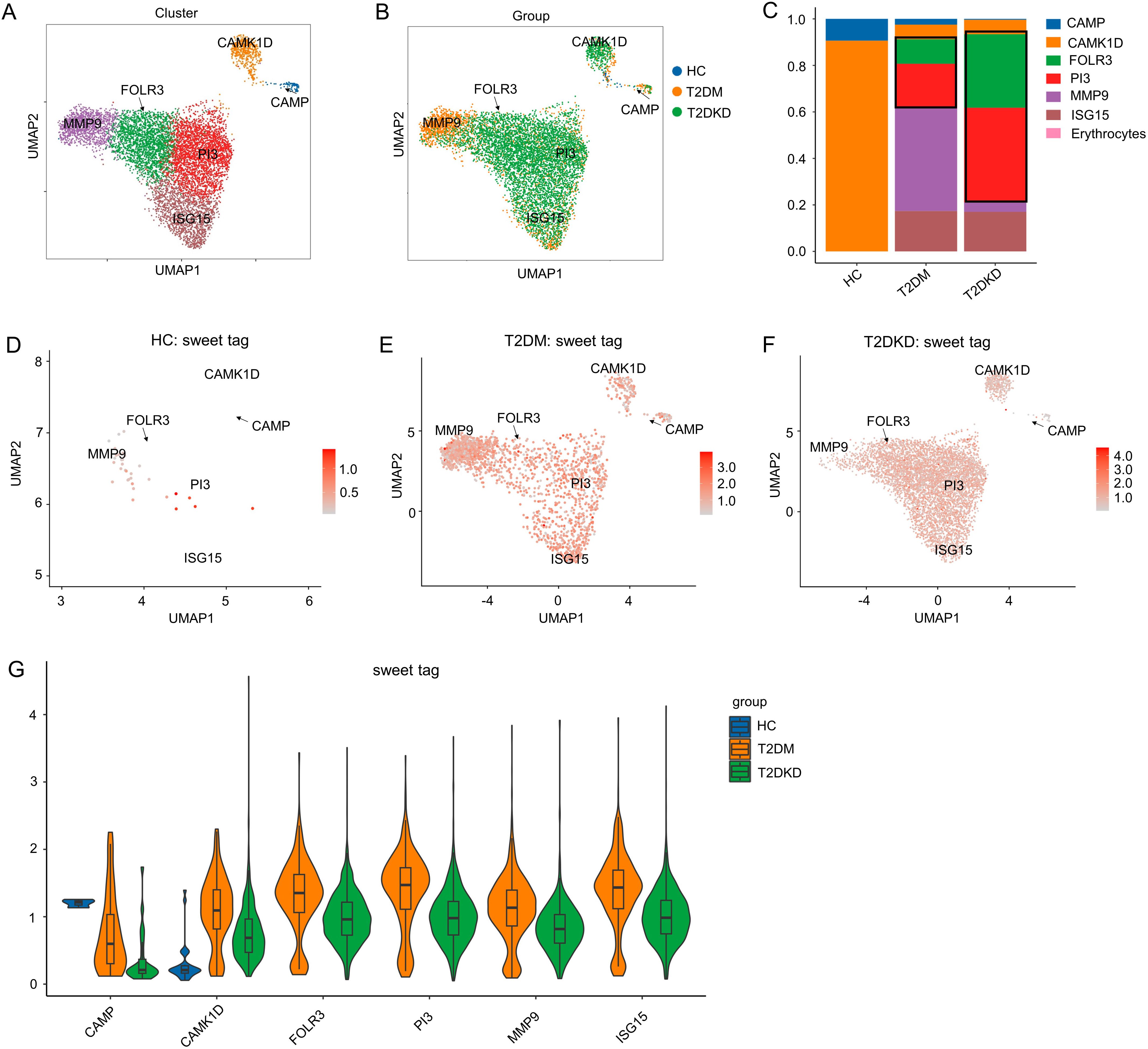 Seven-panel image showing UMAP plots, a bar graph, and violin plots related to gene expression clusters. Panels A and B display clusters and groups on UMAP axes, highlighting genes like FOLR3 and CAMK1D, with color-coded groups: HC, T2DM, and T2DKD. Panel C is a stacked bar chart of gene expression proportions among groups. Panels D, E, and F display UMAP plots for HC, T2DM, and T2DKD, respectively, with gradient coloring for gene 'sweet tag' expression. Panel G contains violin plots comparing gene expressions (CAMP, CAMK1D, etc.) across groups.