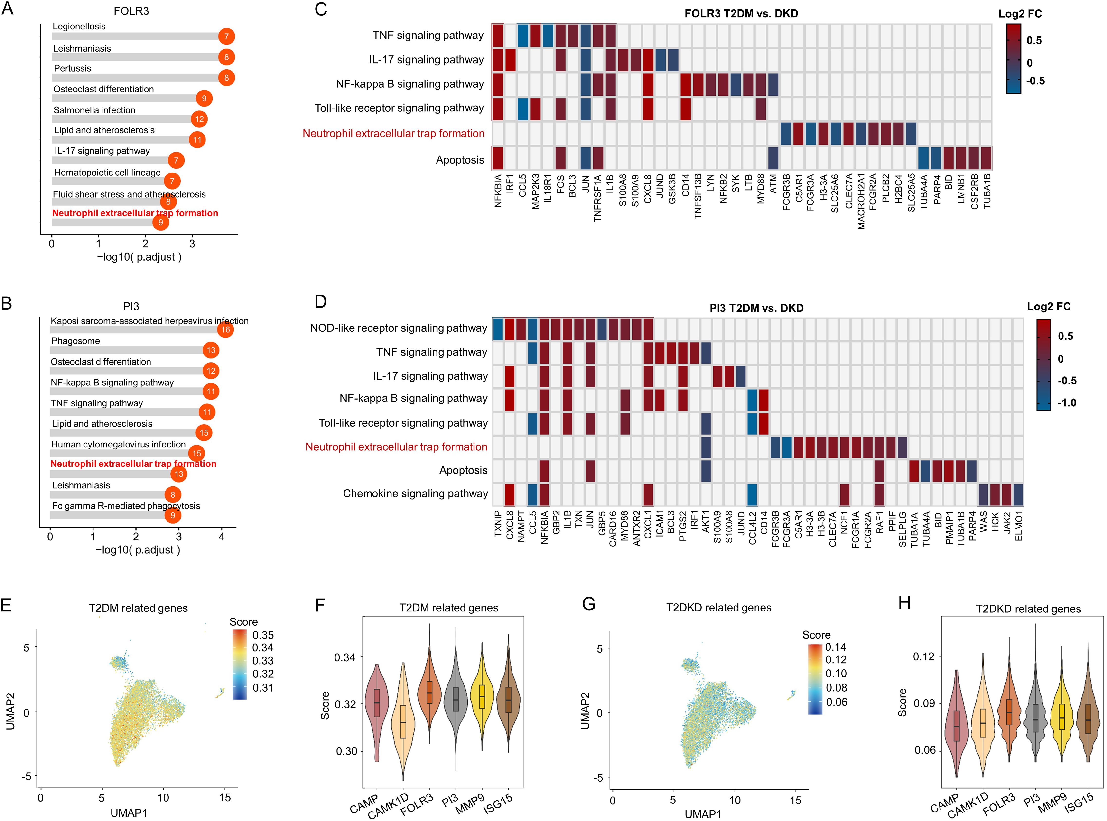 Pathway enrichment and gene expression analysis related to diabetes. Panels A and B show enriched pathways with p-values for FOLR3 and PI3 genes, emphasizing processes like “neutrophil extracellular trap formation.” Panels C and D present heatmaps comparing various signaling pathways between T2DM and DKD, with color gradients indicating log fold changes. Panels E and G display UMAP plots of gene expression scores for T2DM and T2DKD. Panels F and H illustrate violin plots showing score distributions for genes related to T2DM and T2DKD, highlighting genes like CAMP and PI3.