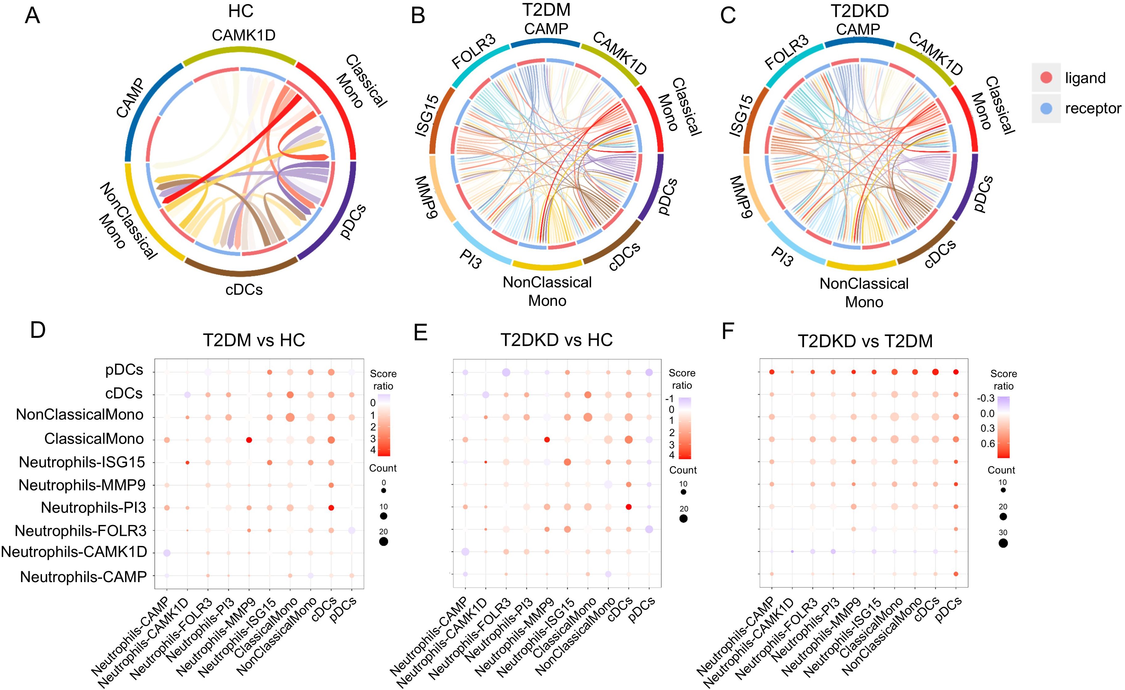Three circular chord diagrams (A-C) and three dot plots (D-F) compare cell interactions involving ligands and receptors among different conditions. Each chord diagram represents interactions: A for healthy control (HC), B for Type 2 diabetes mellitus (T2DM), and C for Type 2 diabetic kidney disease (T2DKD). Colors distinguish specific cell types and interactions, red for ligands, and blue for receptors. Dot plots (D-F) show score ratio and interaction counts: D for T2DM vs. HC, E for T2DKD vs. HC, and F for T2DKD vs. T2DM. The intensity and size of dots indicate the strength and frequency of interactions.