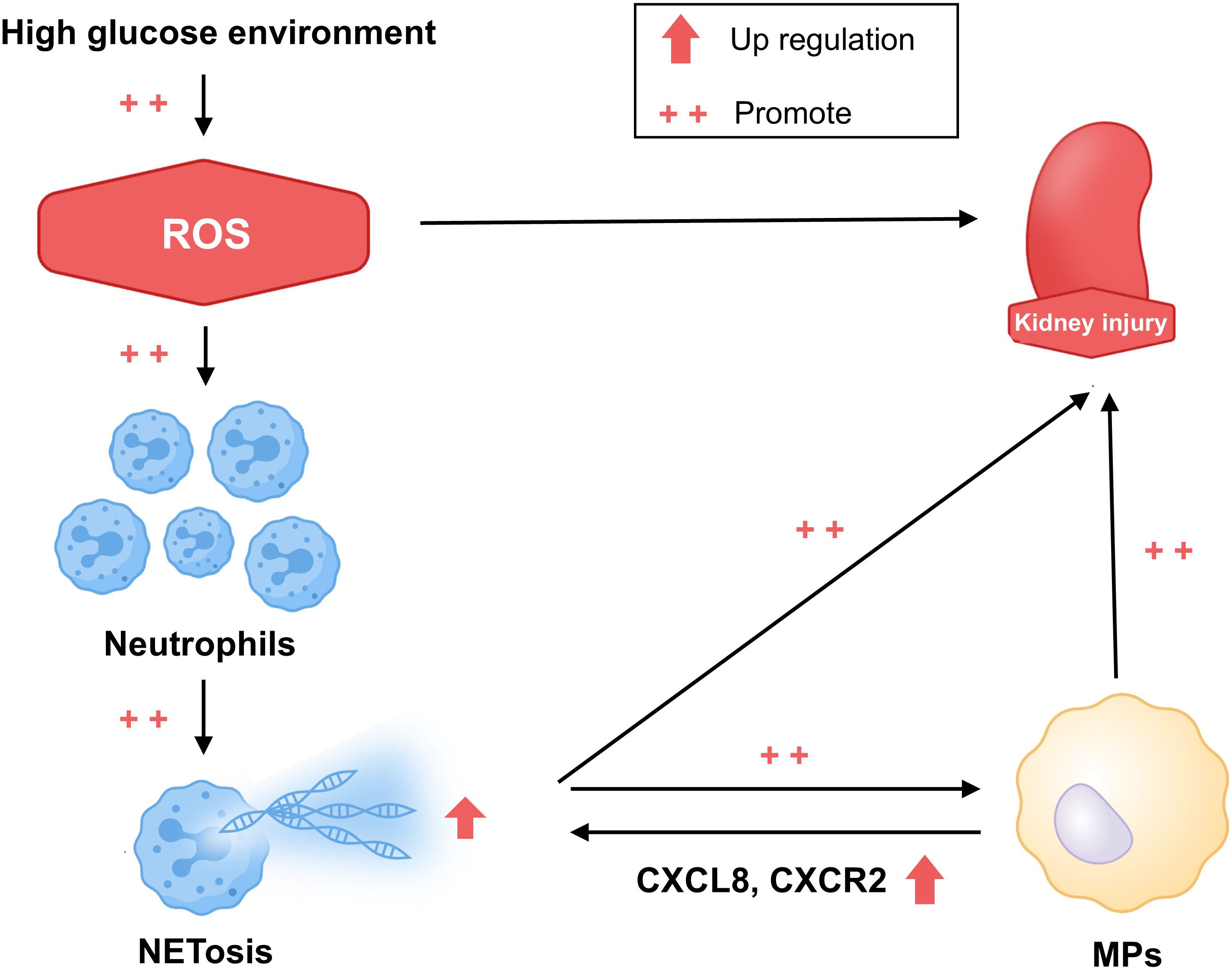 High glucose environment promotes the production of reactive oxygen species (ROS), leading to increased activation of neutrophils and NETosis. This upregulates CXCL8 and CXCR2, which activates macrophages (MPs), contributing to kidney injury.
