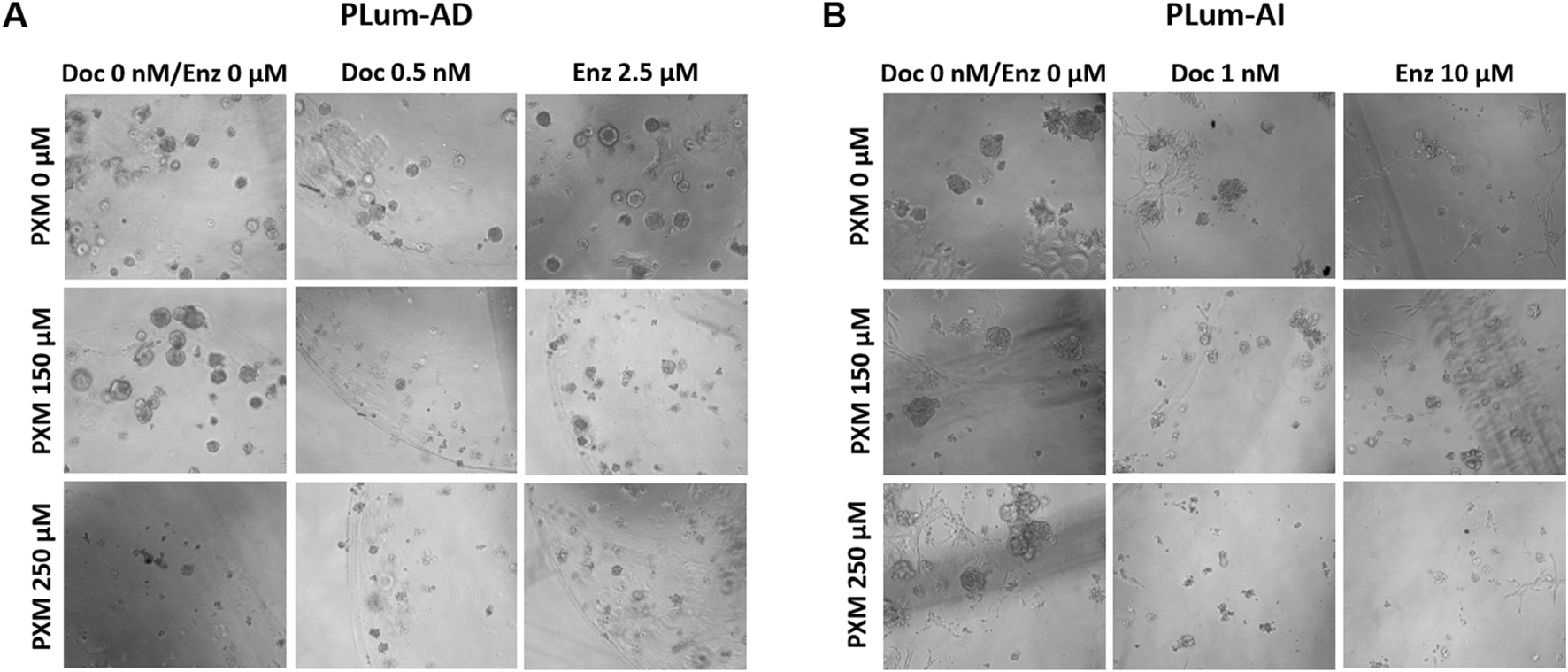 Microscopic images display cell cultures under different treatment conditions. Panel A represents PLum-AD and Panel B represents PLum-AI. Each panel shows three columns for varying doses of Doc (Docetaxel) and Enz (enzalutamide) treatments and three rows for different concentrations of PXM (a repurposed anti-inflammatory drug). Varying cellular responses and densities are visible across conditions, indicating changes due to the treatments.