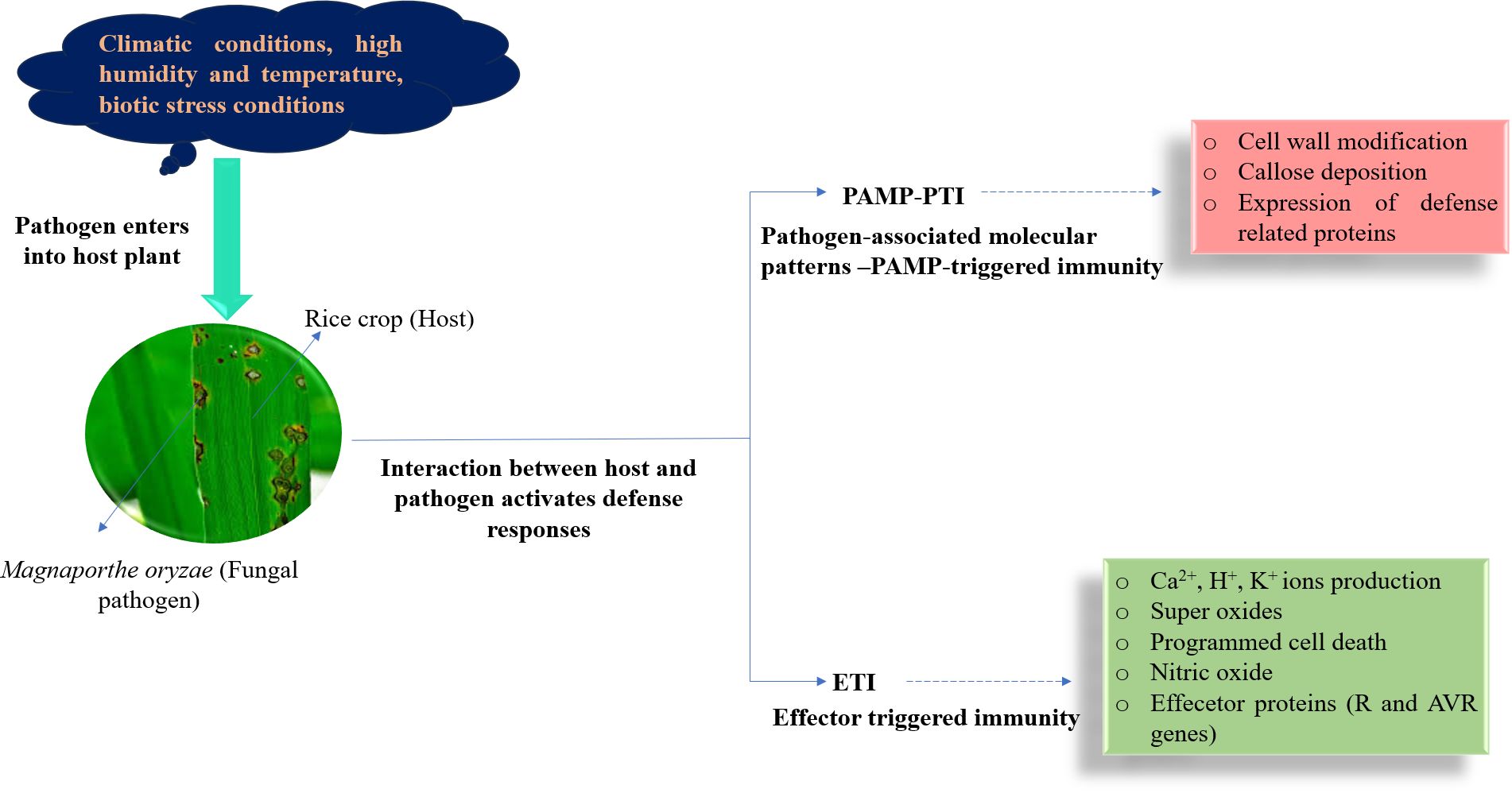 Different defense mechanisms occur in the interaction between Magnaporthe oryzae and rice. Diagram showing the rice–Magnaporthe oryzae interaction under high humidity and temperature conditions. Pathogen entry activates plant immunity, which involves two primary mechanisms: PAMP-triggered immunity (PTI), characterized by cell wall modification, callose deposition, and defense protein expression, and effector-triggered immunity (ETI) marked by ion production, superoxides, nitric oxide, effector proteins, and programmed cell death.