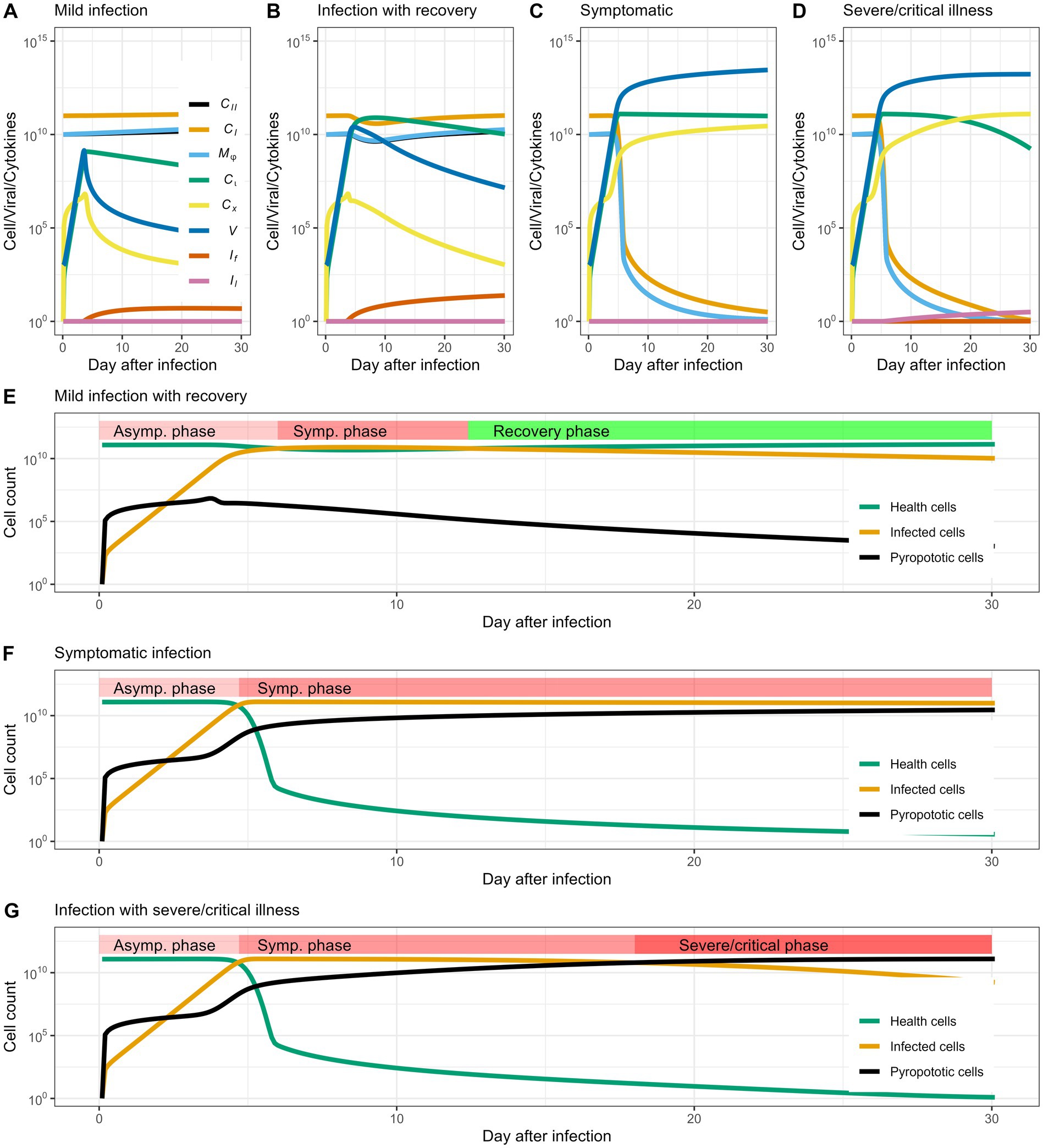Graphs depicting cell and cytokine levels during different infection stages. Panels A-D show cell/viral/cytokine trends for mild to severe infections over 30 days. Panels E-G display cell counts (health, infected, pyroptotic) during severe illnesses. Color-coded phases mark asymptomatic, symptomatic, recovery, and severe/critical phases.