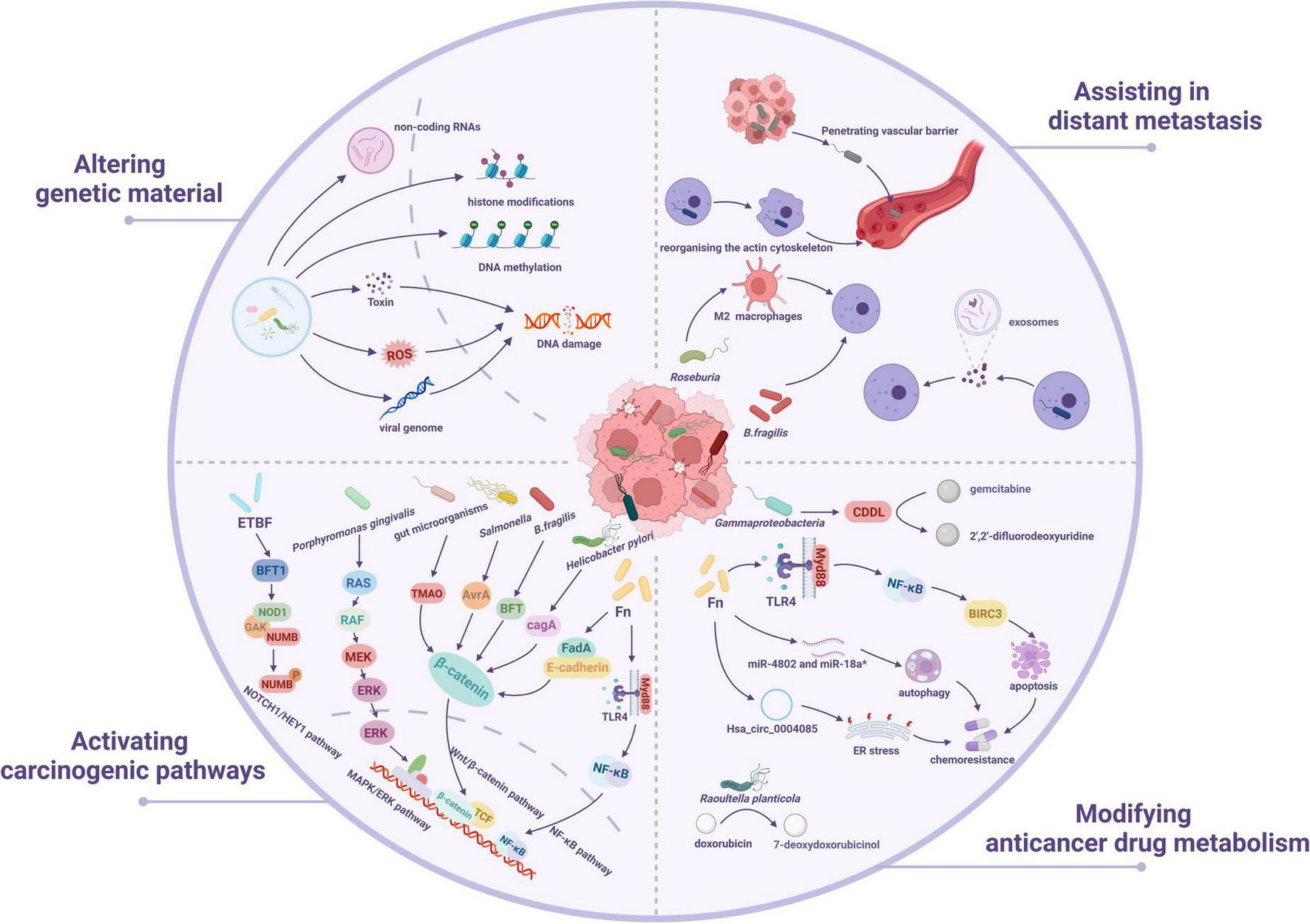 Diagram illustrating how cancer pathways are influenced by microbiota. It shows four main areas: altering genetic material, assisting in distant metastasis, activating carcinogenic pathways, and modifying anticancer drug metabolism. Various microbes and molecular interactions are depicted, including DNA methylation, ROS, toxins, exosomes, and more, highlighting their roles in cancer progression and drug resistance.