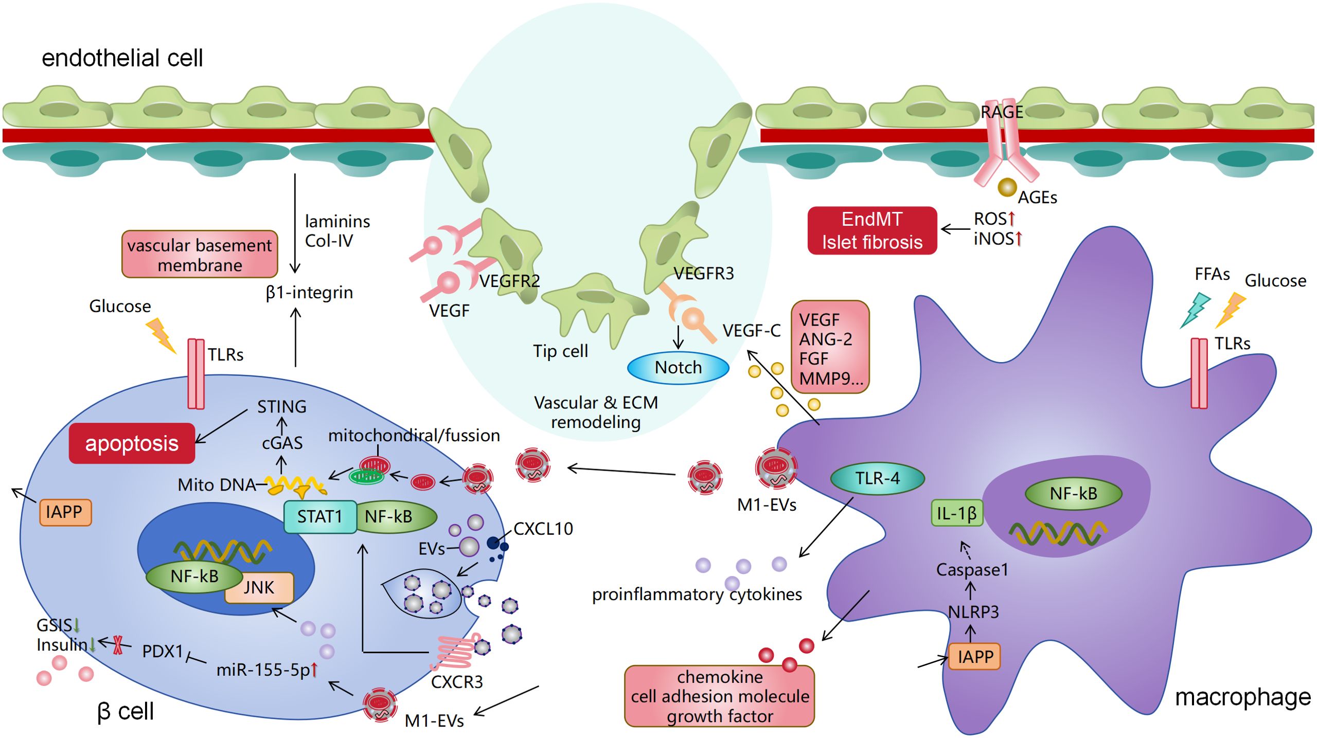 Illustration of cellular interactions in diabetes-related fibrosis. It depicts endothelial cells, macrophages, and beta cells. Key elements include TLR signaling, apoptosis, the role of insulin, and VEGF in endothelial migration. NF-kB activation, among other pathways, is highlighted for its role in promoting inflammation, fibrosis, and endothelial-mesenchymal transition (EndMT). The diagram shows complex interplay with various molecules like IL-1β, IAPP, and extracellular matrix remodeling. Visual cues indicate glucose, FFAs, and AGE involvement in these processes.