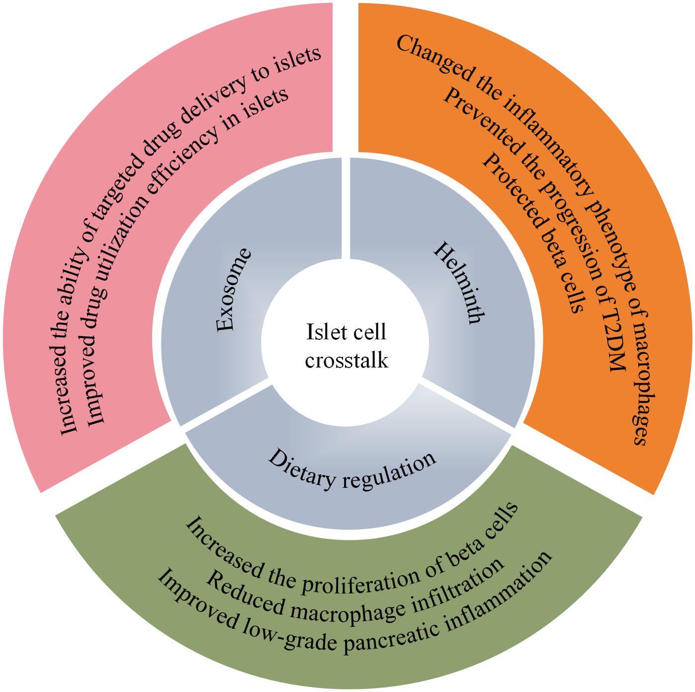 Graphic showing islet cell crosstalk with sections on exosome, helminth, and dietary regulation. Exosome: increases drug delivery to islets. Helminth: changes macrophage phenotype, prevents T2DM progression. Dietary regulation: increases beta cell proliferation, reduces macrophage infiltration.