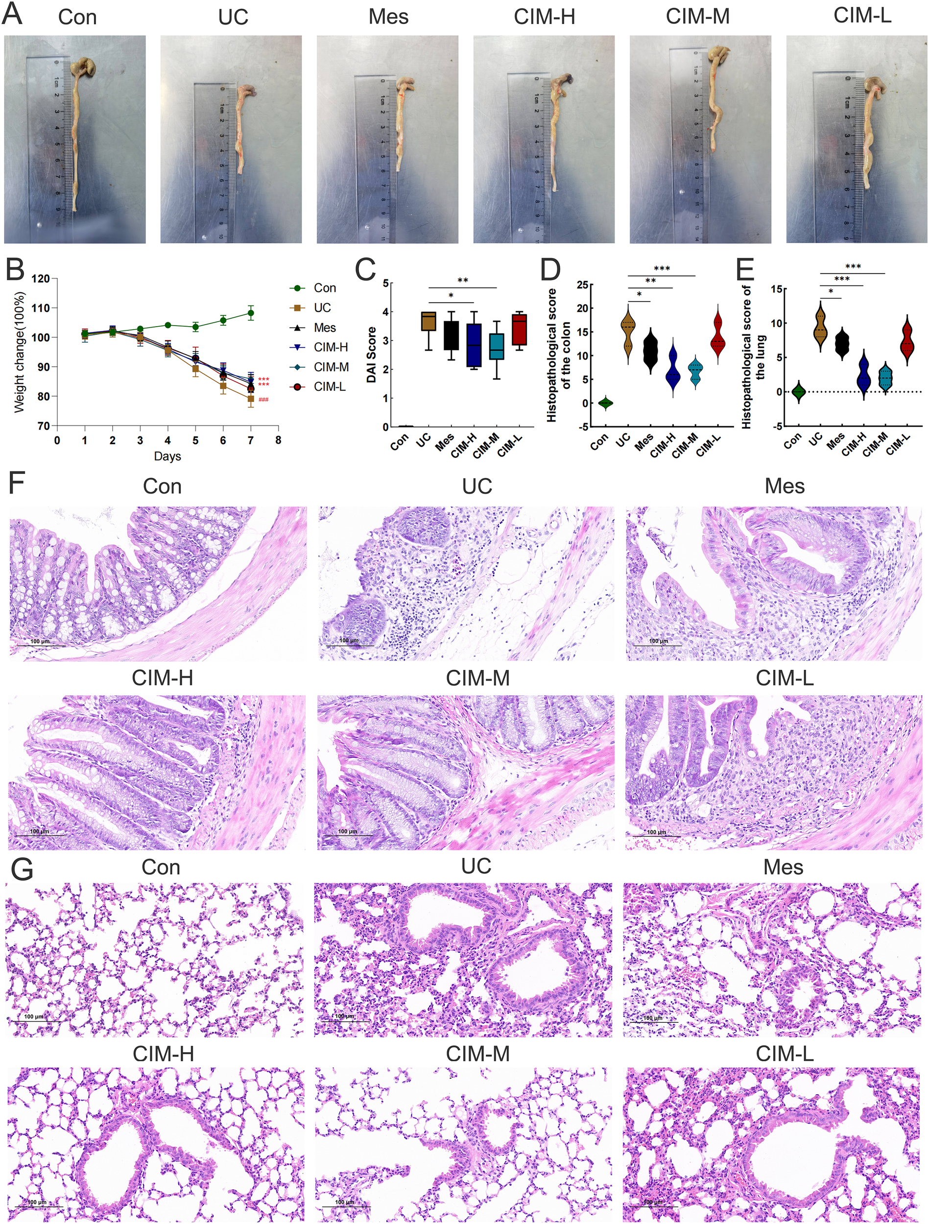 Panel A shows different intestinal samples labeled Con, UC, Mes, CIM-H, CIM-M, and CIM-L. Panel B presents a line graph tracking weight change over eight days for the same groups. Panel C displays a box plot of DAI scores for the groups. Panel D contains a violin plot showing histopathological scores for the colon. Panel E is a violin plot of histopathological scores for the lung. Panel F shows microscopic images of colon tissues for each group. Panel G presents microscopic images of lung tissues for the same groups. Each section examines comparative effects across these conditions.