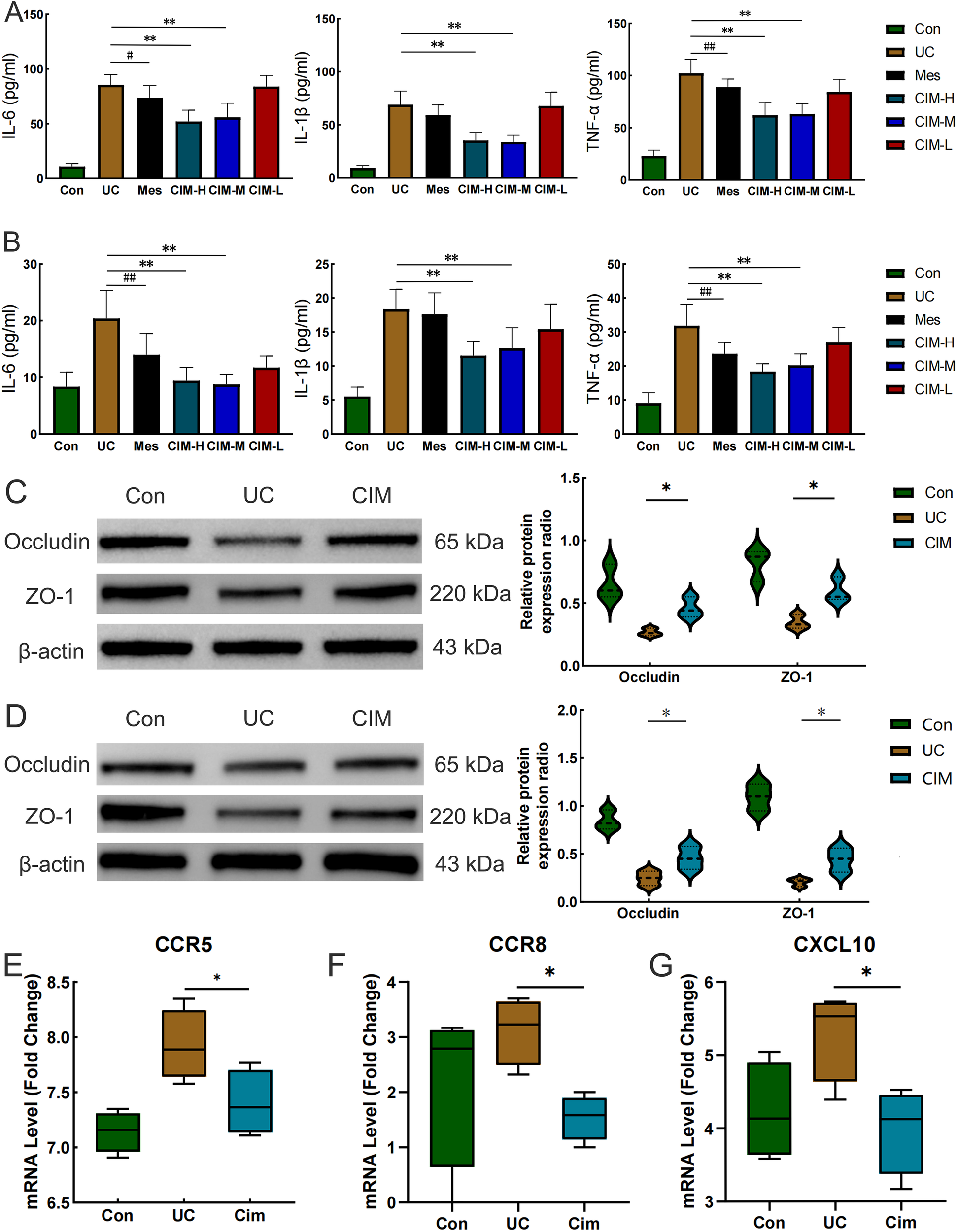 Bar graphs, Western blots, and mRNA expression data are presented. Panels A and B show IL-6, IL-1β, and TNF-α levels across different conditions: Con, UC, Mes, CIM-H, CIM-M, CIM-L. Panels C and D display Western blots and expression ratios for occludin and ZO-1. Panels E, F, and G present mRNA levels of CCR5, CCR8, and CXCL10, respectively. Significance is indicated by asterisks and hash marks. Con, UC, and CIM are used as comparisons.