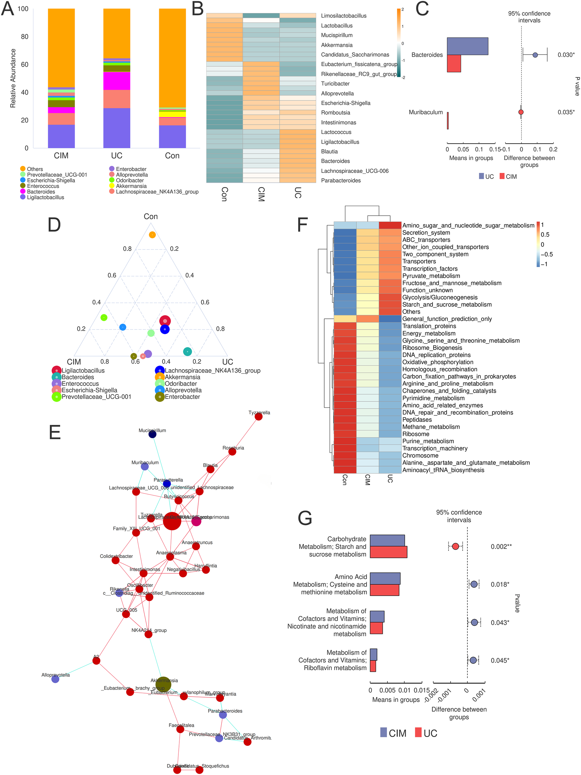 Grouped microbiome data visualizations examine the abundance and diversity of bacterial communities across different conditions: CIM, UC, and Con. A: Bar chart showing relative abundance of various bacterial genera. B: Heatmap displaying bacterial genera distribution. C: Bar plot with confidence intervals for Bacteroides and Muribaculum. D: Ternary plot highlighting bacterial genera distribution. E: Network diagram of bacterial genera interactions. F: Heatmap of functions related to metabolism and transport. G: Bar plot with confidence intervals for metabolic pathways. Each visualization illustrates different dimensions of microbiome composition and function.