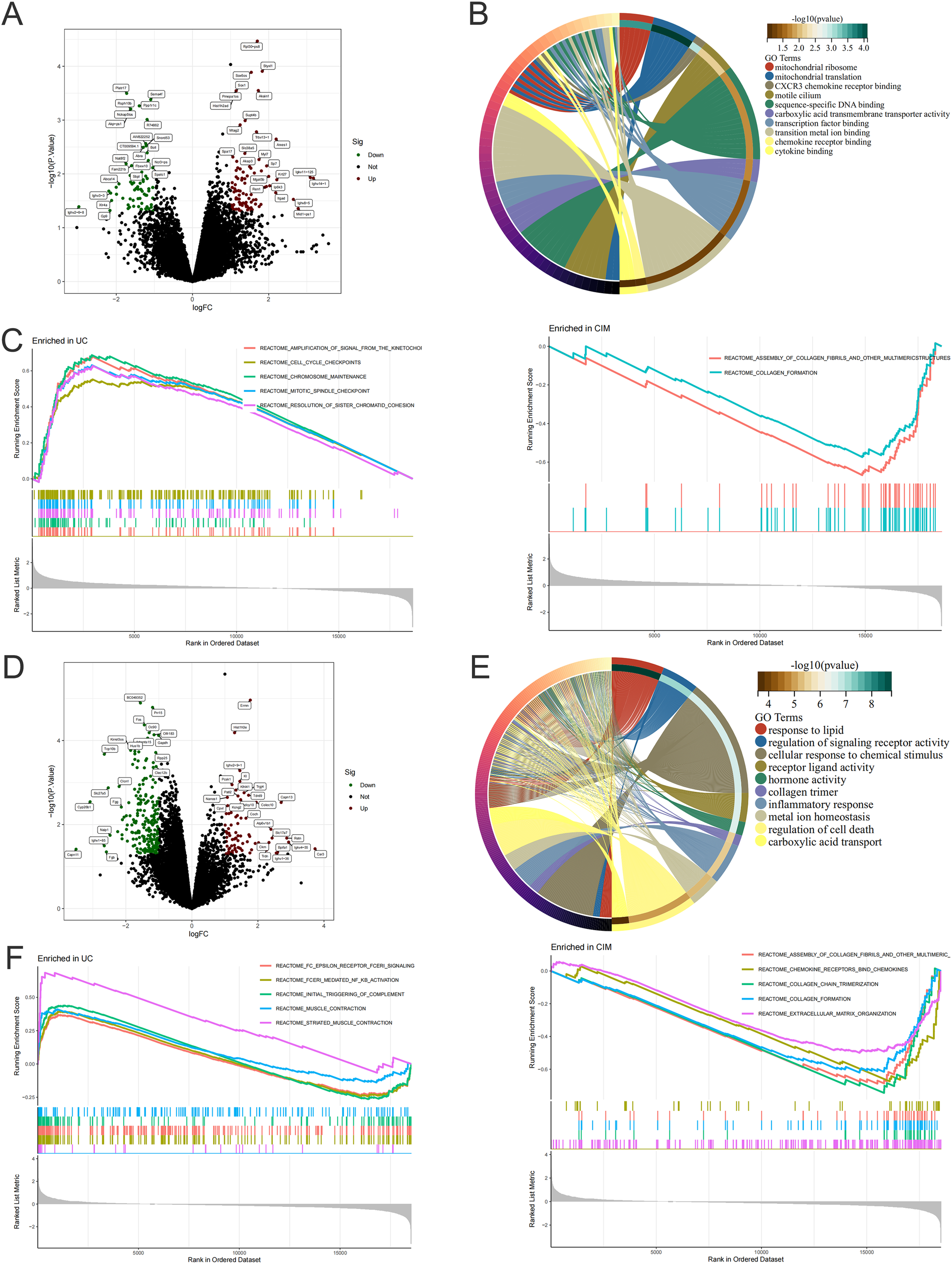 Panel A is a volcano plot showing gene expression with significant, upregulated, and downregulated genes. Panel B is a circular diagram representing gene ontology terms with pathways color-coded by significance. Panels C and F depict enrichment plots, highlighting pathways enriched in different conditions. Panel D mirrors Panel A with a different dataset. Panel E is another circular diagram similar to Panel B, displaying different gene ontology terms. Each visual represents data comparison between conditions, focusing on gene expression and functional enrichment.