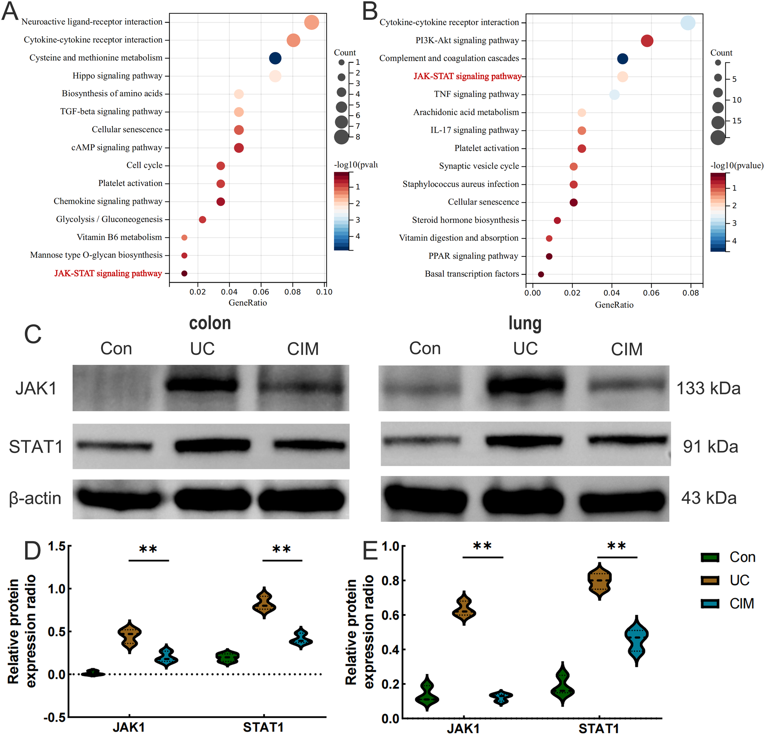 Grouped image consisting of five panels: A: Dot plot for “colon” showing gene pathways, with JAK-STAT highlighted in red. B: Dot plot for “lung” pathways, also highlighting JAK-STAT in red. C: Western blot images showing JAK1, STAT1, and β-actin expressions in colon and lung, labeled with molecular weights. D: Violin plot showing relative protein expression ratios of JAK1 and STAT1 in colon under Con, UC, and CIM conditions, with significance asterisks. E: Violin plot depicting protein expression ratios in lung conditions, similarly marked for significance.