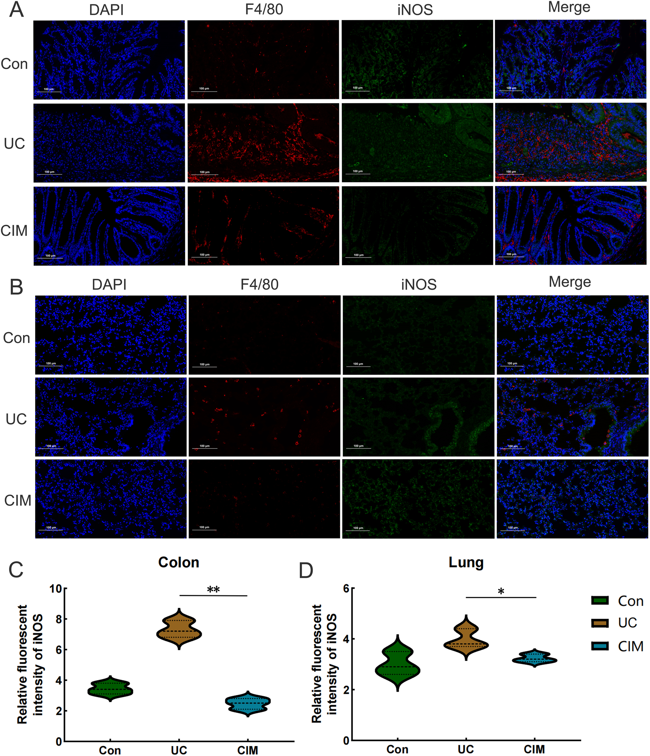 Panel A shows immunofluorescence images of colon tissues labeled with DAPI (blue), F4/80 (red), and iNOS (green), with merged images for control (Con), ulcerative colitis (UC), and chemically induced colitis (CIM) groups. Panel B presents similar images for lung tissues. Panels C and D display violin plots representing the relative fluorescent intensity of iNOS in colon and lung tissues, respectively, comparing Con, UC, and CIM groups. Significant differences are indicated with asterisks.