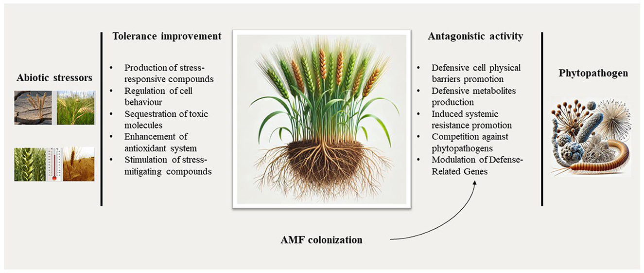 Illustration of a plant with roots colonized by arbuscular mycorrhizal fungi (AMF), surrounded by two lists. The left list, titled ”Tolerance improvement,“ cites benefits such as stress-responsive compounds production and antioxidant system enhancement. The right list, titled ”Antagonistic activity,” includes defenses like pathogen competition and gene modulation. Images of abiotic stressors and phytopathogens are on the respective sides.