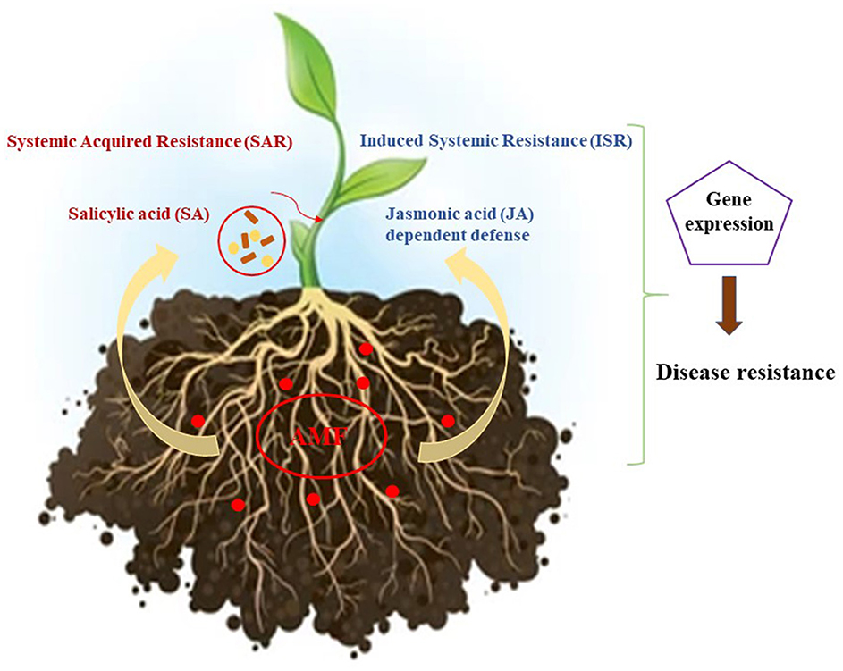 Illustration of a plant showing two pathways of disease resistance: Systemic Acquired Resistance (SAR) via salicylic acid (SA), and Induced Systemic Resistance (ISR) via jasmonic acid (JA). Both pathways lead to gene expression enhancing disease resistance. Roots feature AMF, indicating microbial interactions aiding defenses.