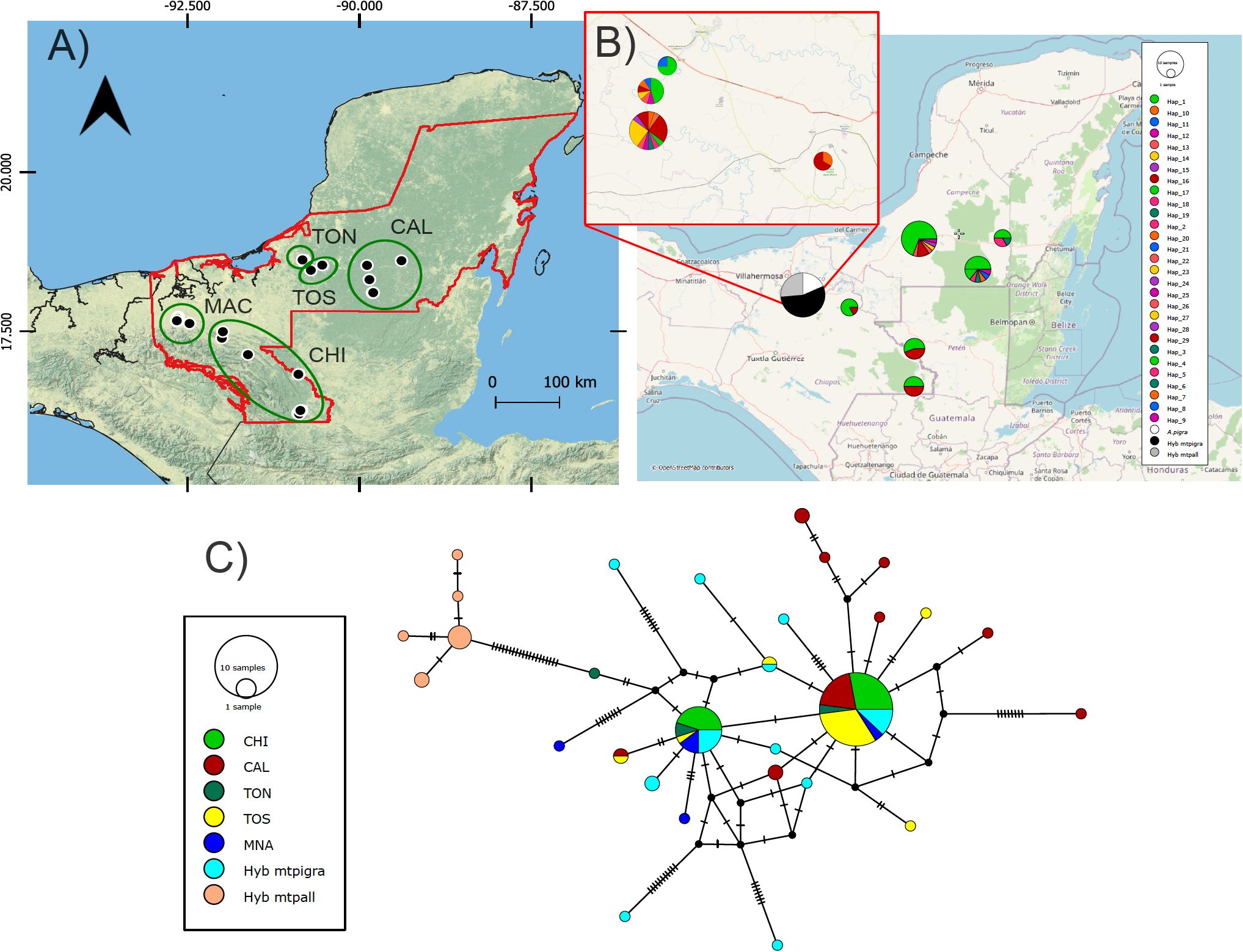 Map and network diagram showing genetic sampling regions in Mexico. Panel A displays geographic locations with labeled sites: MAC, TON, CAL, CHI, and TOS. Panel B zooms into specific areas with pie charts representing haplotype diversity. Panel C presents a network diagram illustrating haplotype relationships and color-coded regions: CHI (green), CAL (brown), TON (red), TOS (yellow), MNA (blue), with additional hybrid categorizations. A legend indicates snumber of haplotypes.