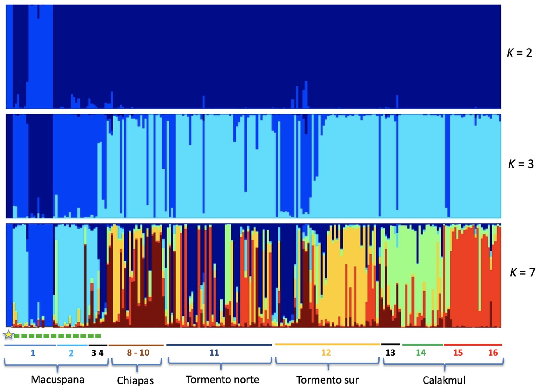 Bar plot displaying genetic structure across populations at three different K values: K=2, K=3, and K=7. Each bar represents an individual with colors showing genetic ancestry proportions. Populations include Macuspana, Chiapas, Tormento norte, Tormento sur, and Calakmul.