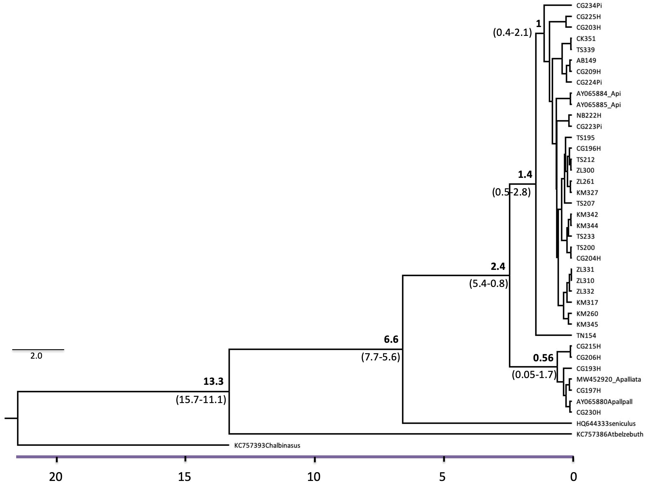 Phylogenetic tree diagram showing evolutionary relationships among vblack howler monkeys and hybrid individuals, labeled as CG234Pi, TS195, and KM345. Numbers in black are million years and in parentheses indicate the range values. The scale bar represents 2.0 units.