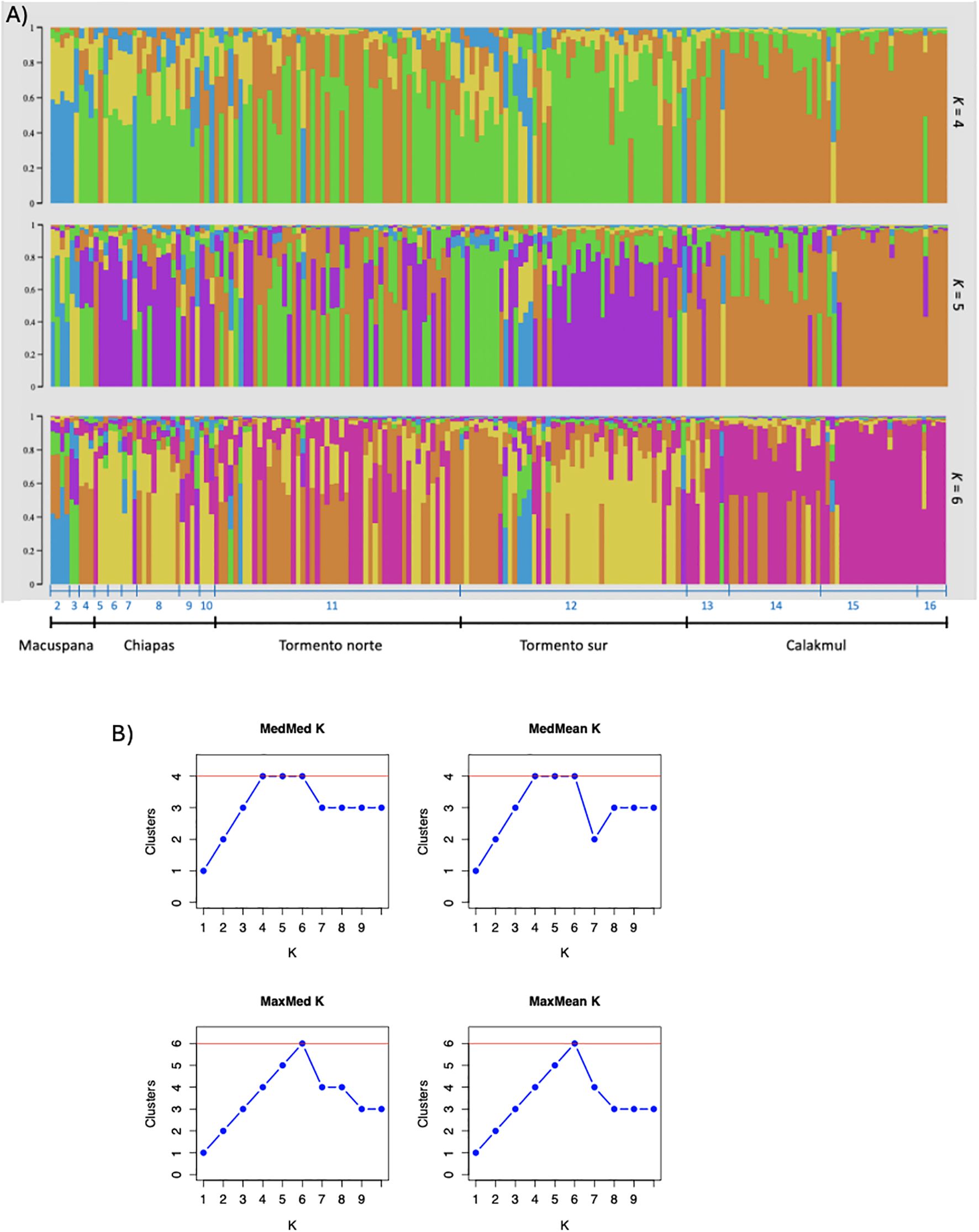 Panel A shows three bar plots representing genetic clusters for K equals 4 to 6 across regions: Macuspana, Chiapas, Tormento Norte, Tormento Sur, and Calakmul. Panel B contains four line graphs showing the number of clusters against K values, titled MedMed K, MedMean K, MaxMed K, and MaxMean K, with varying patterns in cluster numbers.