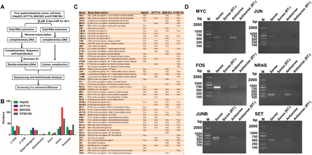 Flow chart, bar graph, table, and gel electrophoresis images are displayed. (A) Flow chart for antisense RNAome screening in gastrointestinal cancer cell lines. (B) Bar graph showing distribution of genetic elements across four cell lines: HepG2, HCT116, BGC823, and KYSE150. (C) Table listing genes and their presence in the cell lines. (D) Gel electrophoresis results for genes MYC, JUN, FOS, NRAS, JUNB, and SET, showing sense and antisense markers.