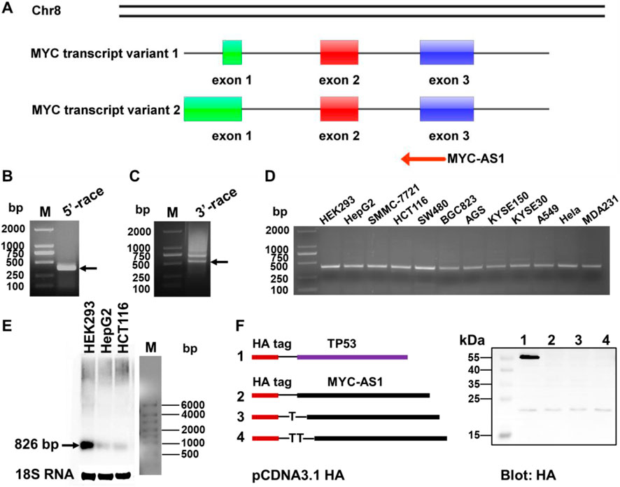 Diagram and gel electrophoresis results analyzing MYC transcript variants and MYC-AS1. Panel A: Diagram of MYC transcript variants with indicated exons on chromosome 8. Panel B and C: Gel images show 5' and 3' RACE results, with arrows pointing to bands of interest. Panel D: Gel shows expression across different cell lines. Panel E: Northern blot for 18S RNA, showing bands for HEK293, HepG2, HCT116. Panel F: Schematic of constructs containing HA tags and blot results showing protein expression at varying kilodaltons.