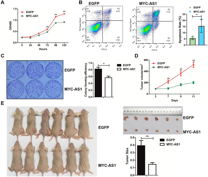 Graphs and photographs depict experimental results comparing EGFP and MYC-AS1. Panel A shows a line chart of OD450 over time, with EGFP higher. Panel B illustrates apoptosis rates with flow cytometry plots and a bar graph, indicating higher apoptosis in MYC-AS1. Panel C depicts colony formation in dishes, with a bar graph showing EGFP's higher efficiency. Panel D presents a line chart of tumor volume over days, with EGFP growing faster. Panel E shows mice with extracted tumors, with a bar graph indicating larger tumor size in the EGFP group.