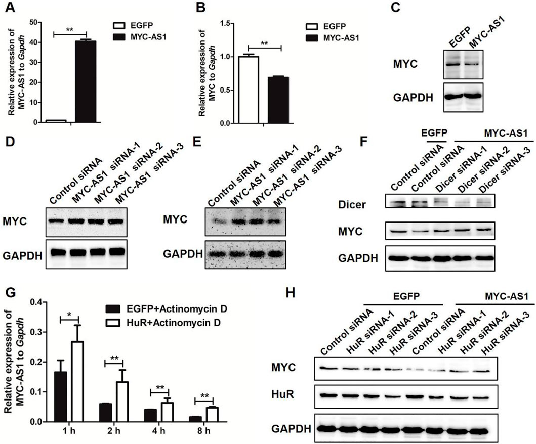 Figures depict various experiments analyzing MYC and MYC-AS1 expression. Bar graphs A and B show relative expression to GAPDH with significant differences indicated. Panels C, D, E, and F display Western blot results for MYC and GAPDH under different treatments, including siRNAs. Graph G illustrates MYC-AS1 expression over time with Actinomycin D treatment. Panel H features Western blots for MYC, HuR, and GAPDH with different siRNA treatments.